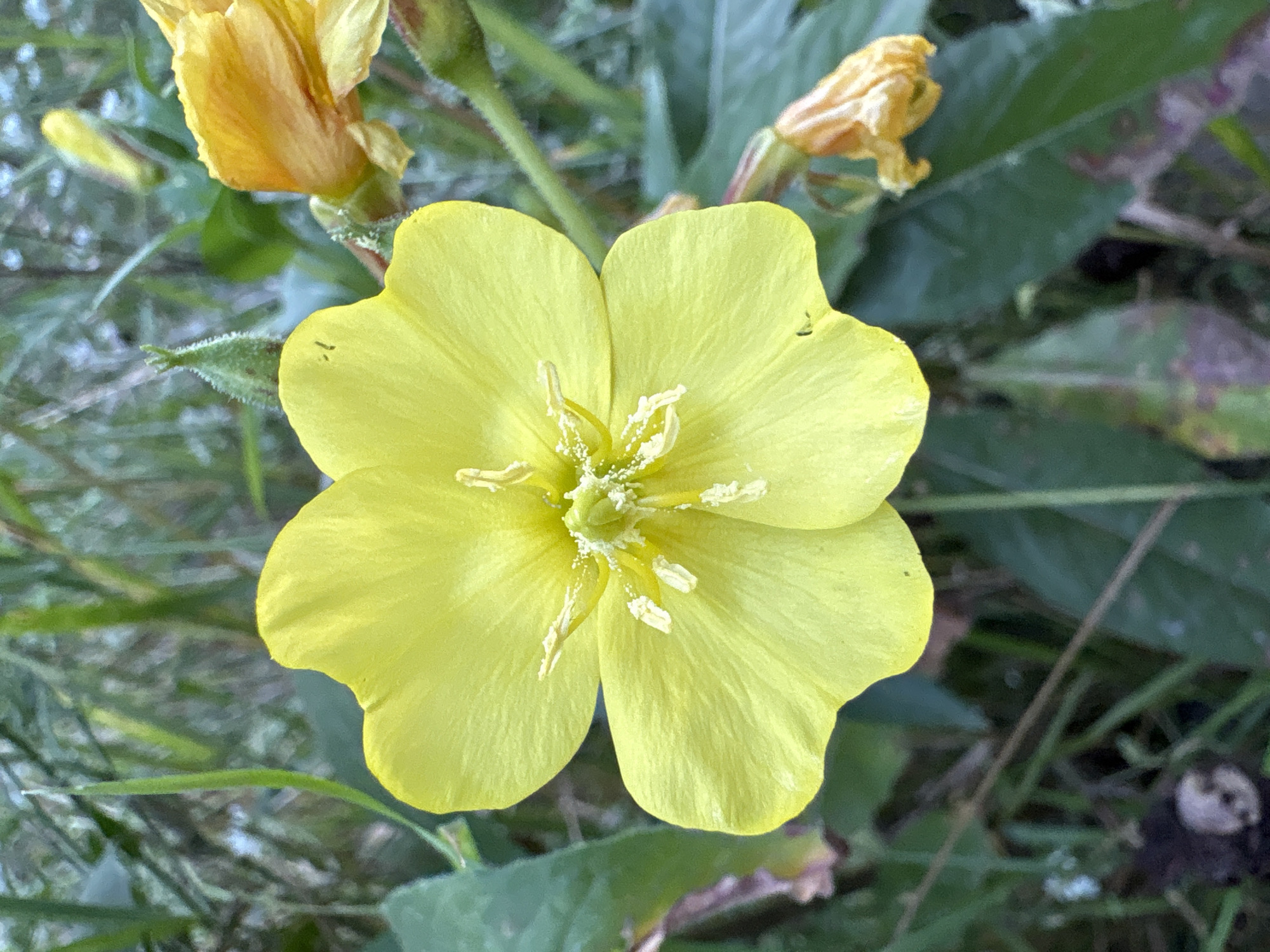 A close-up, eye-level shot shows a bright yellow evening primrose flower in focus, with its delicate petals unfurled and its stamens a lighter yellow and tipped with white pollen. The flower is centered in the frame, with a soft-focus background of green foliage and other yellow flowers and buds. To the right of the main flower, a closed bud and a wilting yellow flower are visible. The background foliage consists of various shades of green leaves and blades of grass, with a dark, blurry area at the bottom left, possibly soil or debris. The lighting is natural and soft, highlighting the vibrant color of the primrose.
