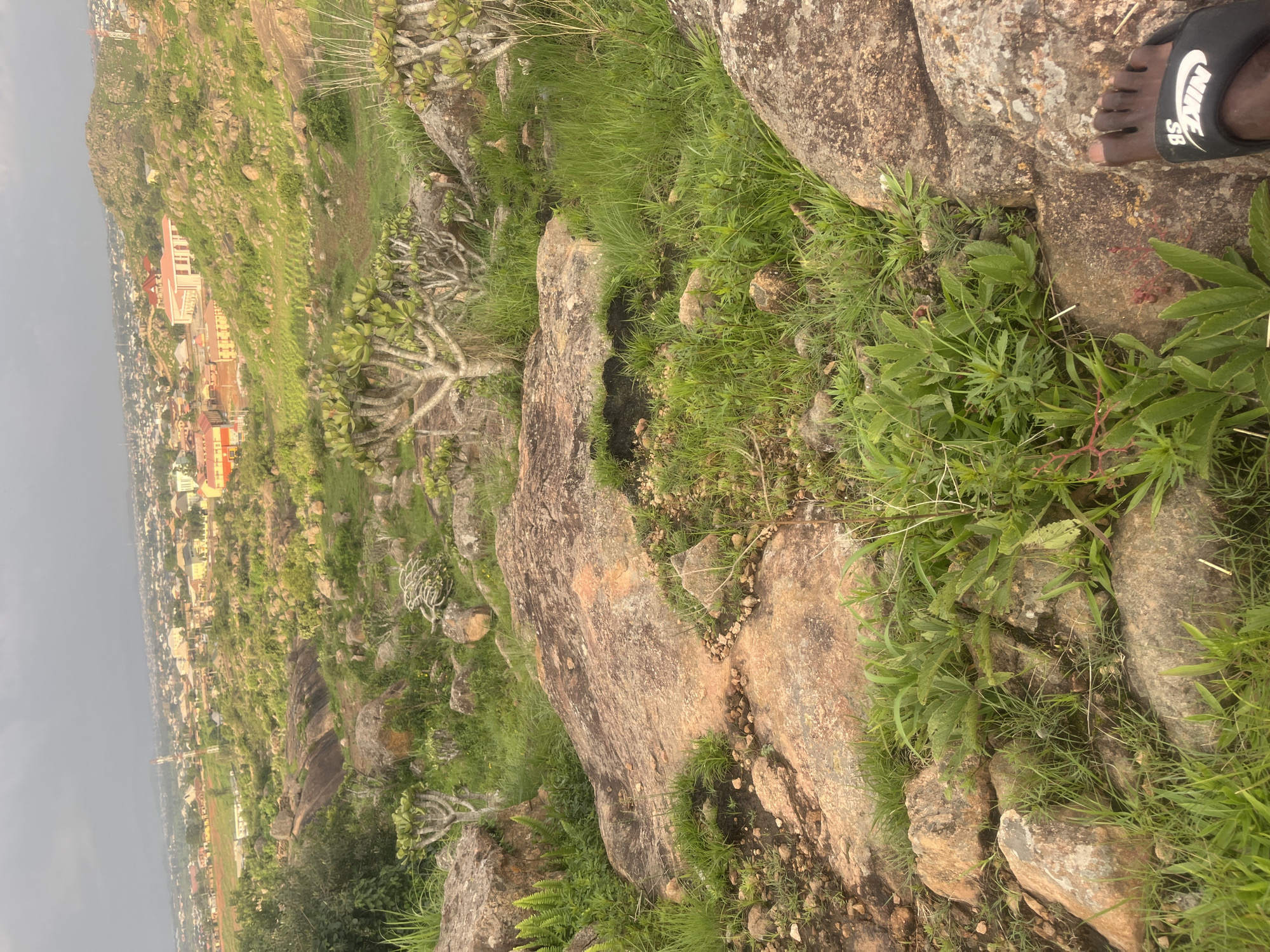 A medium shot captures a panoramic view from a rocky outcrop overlooking the city of Gura Top, Nigeria. The foreground is dominated by large, reddish-brown boulders interspersed with lush green grass and vegetation. In the mid-ground, the terrain slopes downwards, revealing more rocky formations and scattered green plants, including some with distinctive branch-like structures.
Beyond the immediate landscape, the city of Gura Top unfolds. Buildings of various sizes and colors, including residences and larger structures with red roofs, are visible nestled amongst rolling hills. A prominent cellular tower stands tall on a distant hill, further characterizing the urban landscape. The sky above is overcast, with muted light suggesting either early morning or late afternoon. A partial view of a person's foot wearing a black Nike sandal is visible in the bottom right corner, indicating the presence of a visitor.