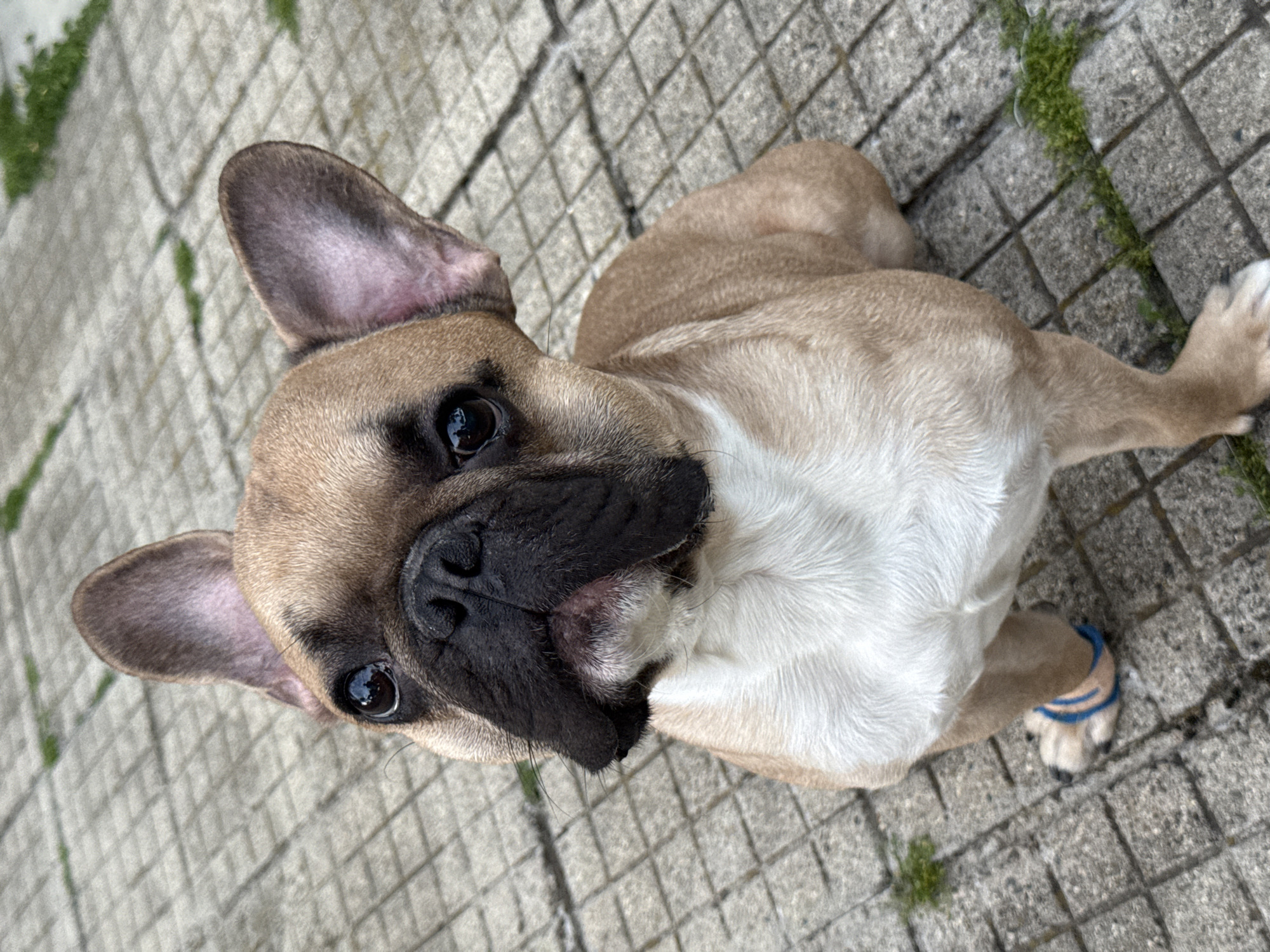 A fawn-colored French Bulldog, featuring a black muzzle, dark eyes, and a white chest, sits on a paved surface in Klisura, Bulgaria. The dog is positioned centrally, facing slightly upwards and to the viewer's left, displaying an alert and inquisitive expression with both ears erect. A blue elastic band is present around its front left paw. The ground is composed of grey, square-patterned paving stones, with small patches of green vegetation growing within the cracks. The scene is illuminated by natural light.