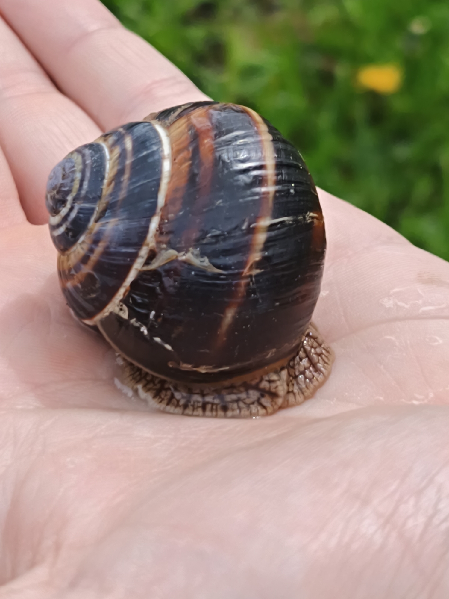 A close-up shot depicts a large land snail, likely a Roman snail (Helix pomatia) or a similar species, resting in the palm of a human hand. The snail has a glossy, dark brown shell with contrasting lighter stripes, possibly brown and off-white. Its body is a mottled brown and gray, with visible textures. The hand appears to be an adult's, pinkish in color. The background is blurred, revealing green foliage and a hint of yellow, suggesting an outdoor setting. While the image's origin in Goryachiy Klyuch, Russia, is mentioned, there is nothing in the visual information to definitively confirm this location.