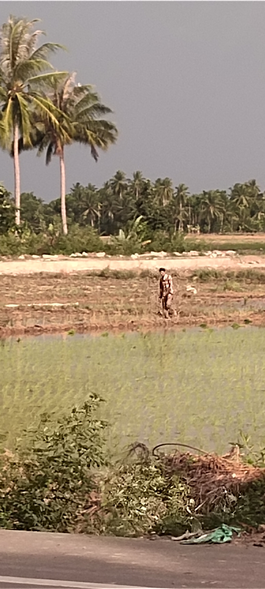 In Peurupok, Indonesia, a person in a plaid shirt is walking through a field. The field is bordered by palm trees and a dense collection of foliage, including bushes and what appears to be a pile of dried vegetation. In the foreground, a flooded field, possibly a rice paddy, reflects the overcast sky. A paved road is visible in the bottom of the frame, with some green plastic sheeting lying on its edge. The overall scene depicts a rural agricultural landscape under a somber sky.