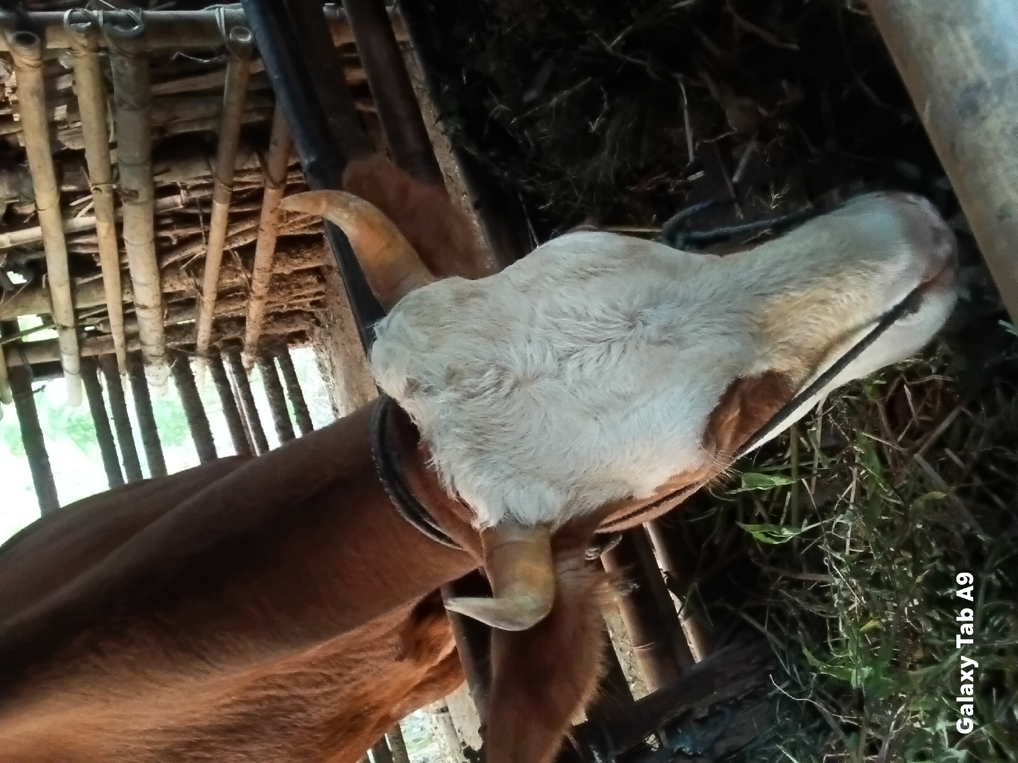 A close-up shot shows the head and upper body of a brown and white cow in a wooden enclosure. The cow is wearing a dark rope halter around its neck and is feeding on grass and hay from a trough. The enclosure is constructed from rough wooden posts and horizontal bars, with some bamboo elements visible. The background is blurred, but suggests an outdoor or semi-outdoor environment with some vegetation. The lighting is natural, and the image has a slightly grainy texture. The bottom left corner of the image displays "Galaxy Tab A9" text.