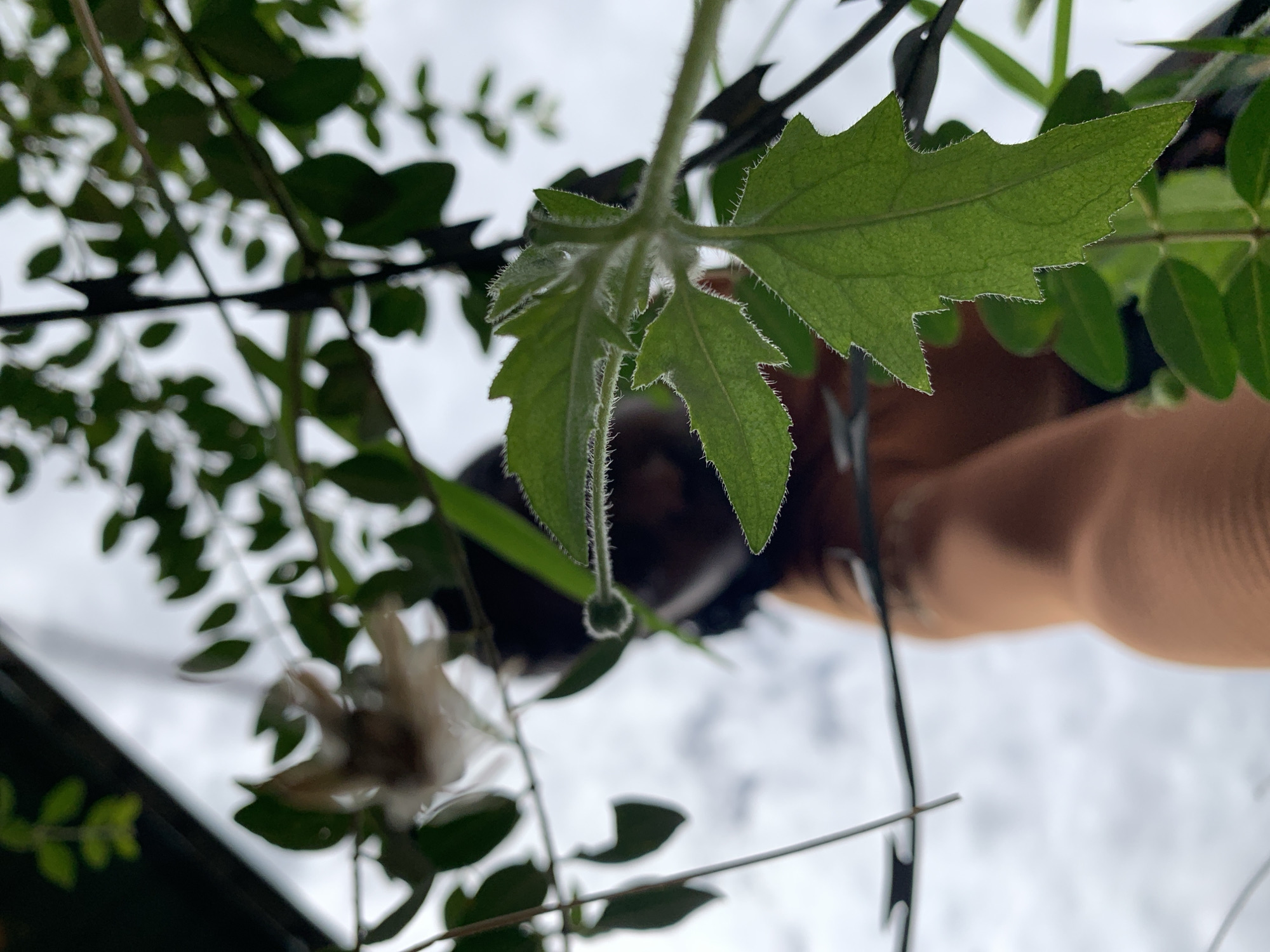 This image, set in Jos, Nigeria, presents an upward-angled perspective through natural and artificial elements against a bright, overcast sky. In the foreground, a prominent green leaf with deeply serrated edges and a visibly hairy surface, particularly on its underside and stem, occupies the lower right quadrant. Behind this, out of focus, is additional dark green foliage composed of smaller, ovate leaves. A strand of barbed wire extends horizontally across the mid-ground, with several sharp barbs clearly distinguishable. Further in the background, a blurred human figure is visible. The figure has dark hair, potentially styled as dreadlocks or braids, and a light-to-medium brown skin tone. A dark brown garment is also discernable on the figure, who appears positioned above the viewing angle, partially obscured by the foreground vegetation. The upper and central background is dominated by a uniform, bright grey sky.