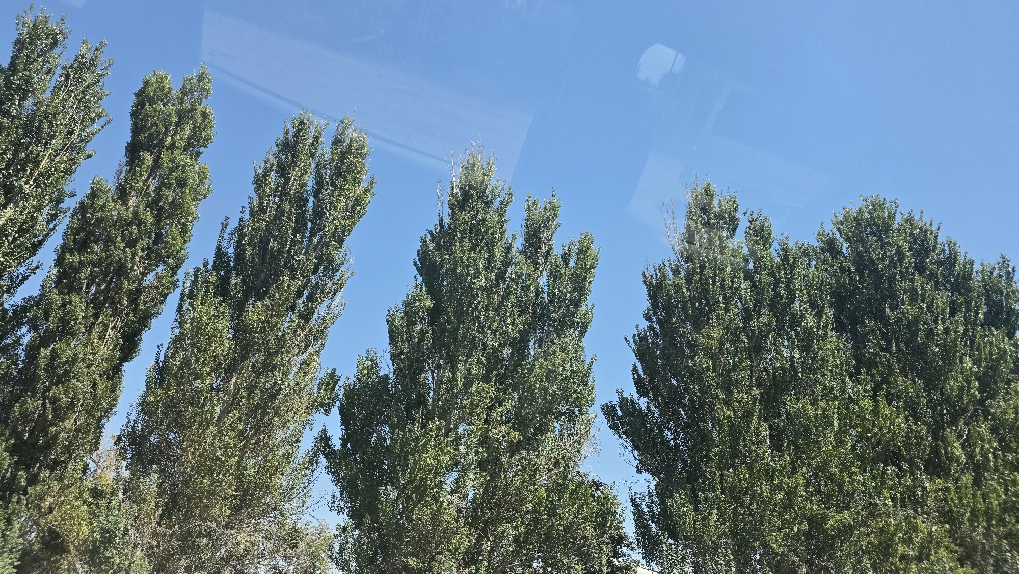 A view of tall, slender trees with lush green foliage against a clear blue sky is captured in Birdik, Kyrgyzstan. The trees are positioned in a line, extending from the left side of the frame and across the mid-ground. Some of the trees appear to be leaning slightly. The sky is a vibrant blue with faint reflections visible on what appears to be a glass surface, suggesting the image was taken from inside a vehicle or building. The lower part of the image shows the lower trunks and branches of the trees, some of which are bare or less dense. The overall scene is natural and serene.
