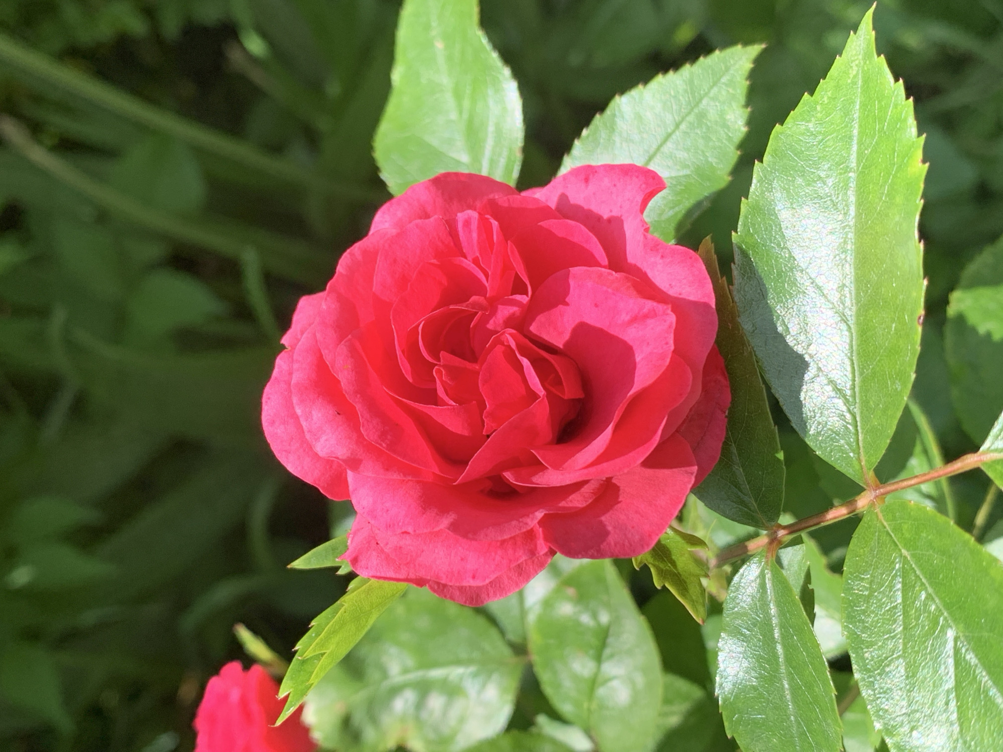 A close-up, eye-level, vertical shot shows a bright pink rose in full bloom, centered in the frame. The rose has numerous tightly packed petals, with some appearing slightly ruffled and others forming a tight spiral in the center. Sunlight illuminates the flower, creating bright highlights and subtle shadows on the petals. Several vibrant green leaves surround the rose, with some in sharp focus and others softly blurred in the background. One of these leaves, in the foreground and to the lower left of the rose, is particularly prominent, showcasing its serrated edges and the texture of its surface. A portion of another pink rose is visible in the upper left corner of the image, out of focus. The background is a blur of dark green foliage. The scene appears to be outdoors in a garden setting on a sunny day.