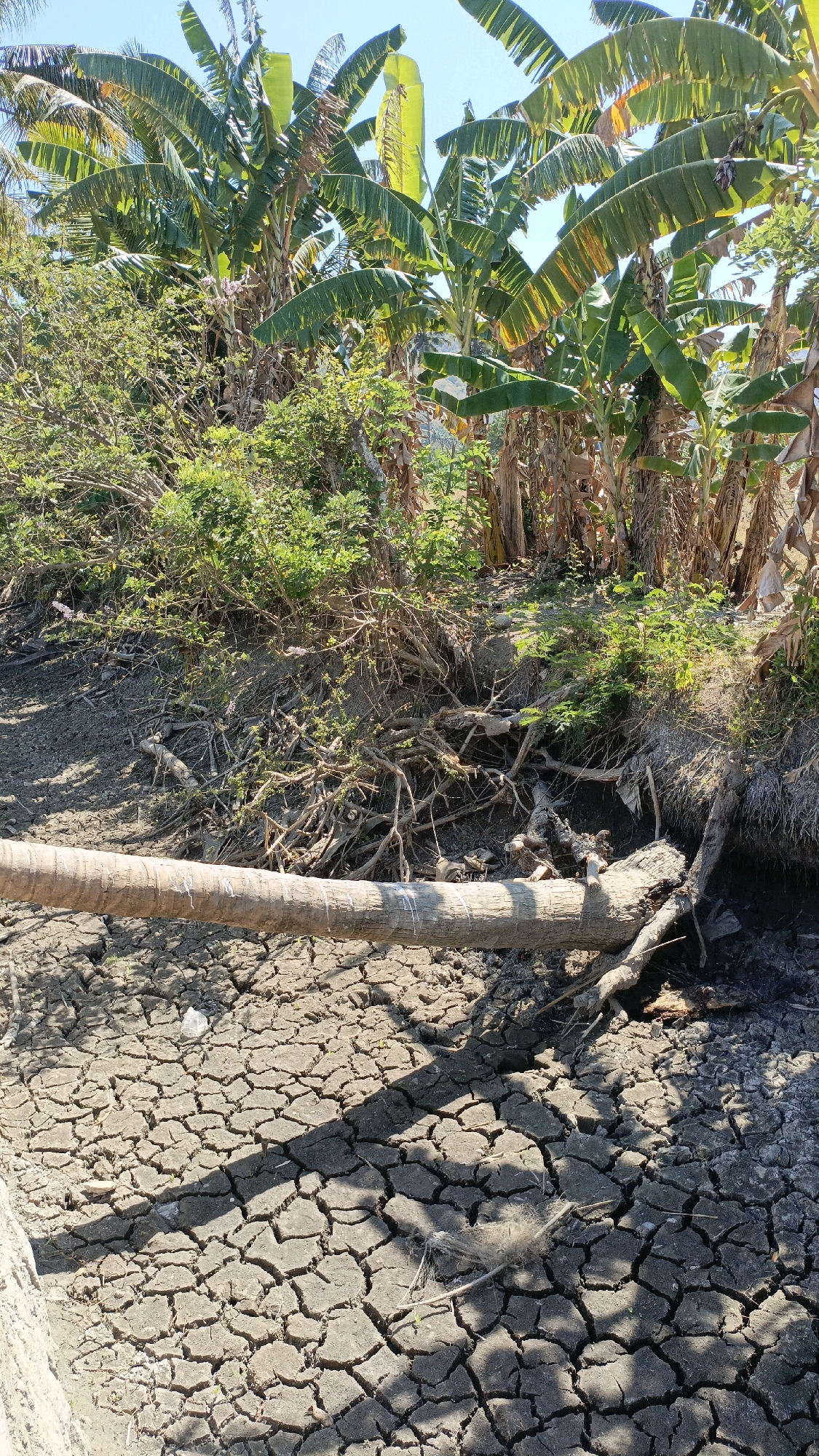 In Desa Lamunga, Indonesia, a dry riverbed is evident, characterized by cracked mud and sparse vegetation. A fallen tree trunk lies horizontally across the dry ground, its bark weathered and grey. The background features lush green banana trees, their large leaves reaching towards a clear blue sky, contrasting with the arid conditions of the riverbed. The scene suggests a period of drought in the area.