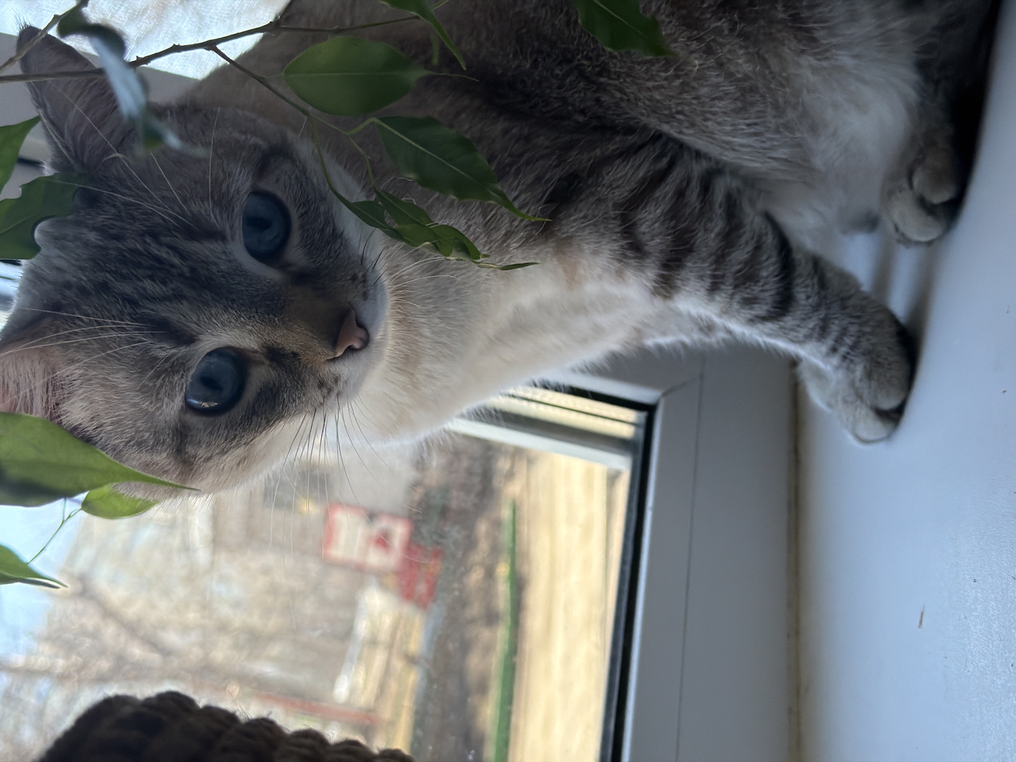 A light gray and white tabby cat with striking blue eyes lies on a white windowsill, partially obscured by green leaves from a plant. The cat's face is close to the viewer, and its paws rest on the windowsill edge. Outside the window, the blurred scene includes trees and a structure with red and white markings, characteristic of the city of Perm, Russia, but precise street location would require further context about local signage.