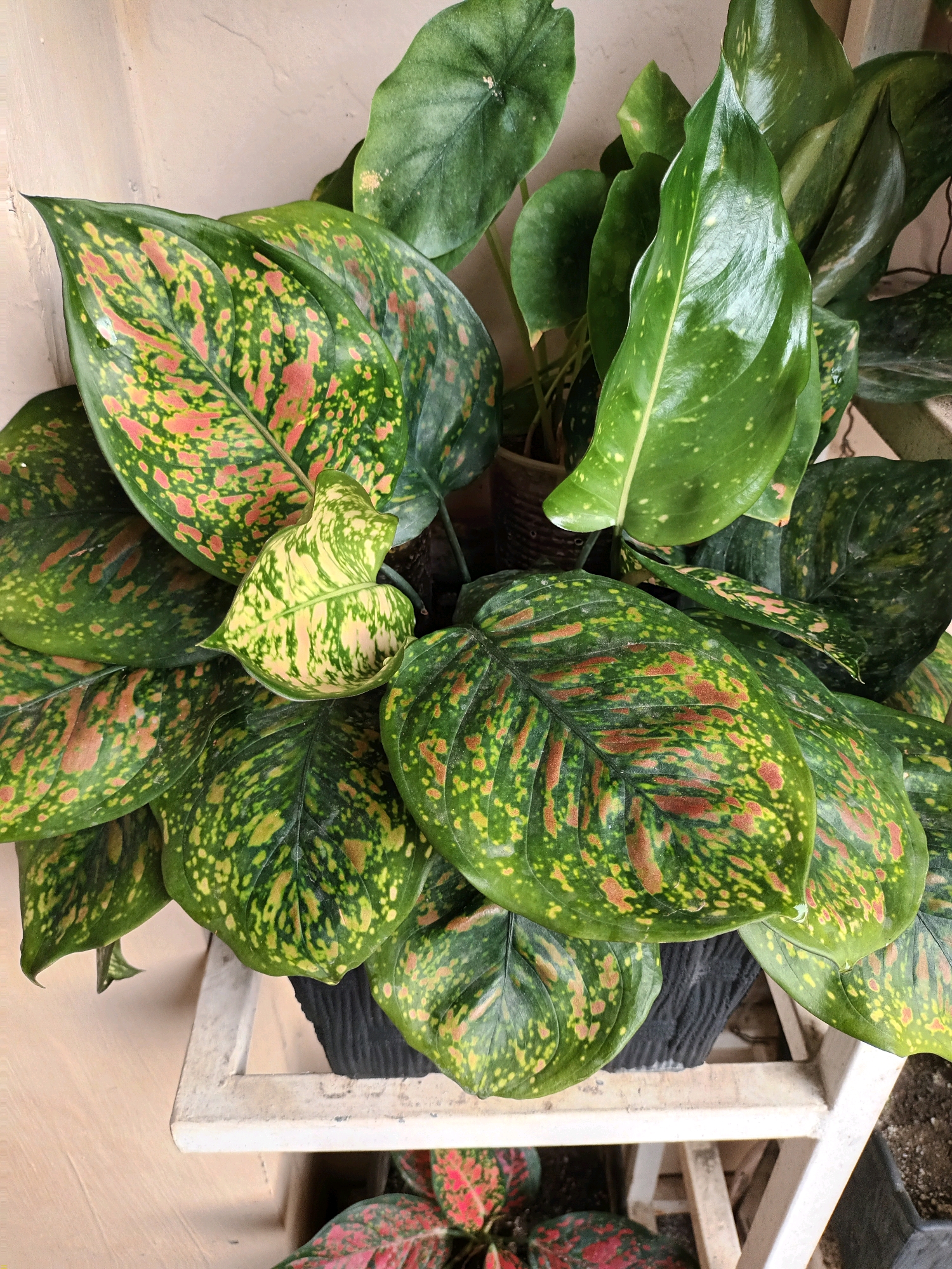 A high-angle close-up shot captures a lush Aglaonema plant with variegated leaves. The leaves are predominantly dark green, splashed with vibrant yellow and pink splotches, creating a striking pattern. Some leaves have a glossy sheen, reflecting the ambient light, while others display a matte finish. A new leaf, lighter in color and showing a creamy yellow and green marbled pattern, emerges from the center of the plant. The plant is potted in a dark-colored container, which sits on a weathered white shelf. The background features a muted, textured wall in a pale peach or cream color, suggesting an outdoor or semi-outdoor setting. The overall impression is one of vibrant natural beauty, possibly in a residential or commercial space in Batam, Indonesia, given the commonality of such ornamental plants in tropical urban environments. The lighting appears to be natural daylight, casting subtle shadows and highlighting the textures of the leaves.