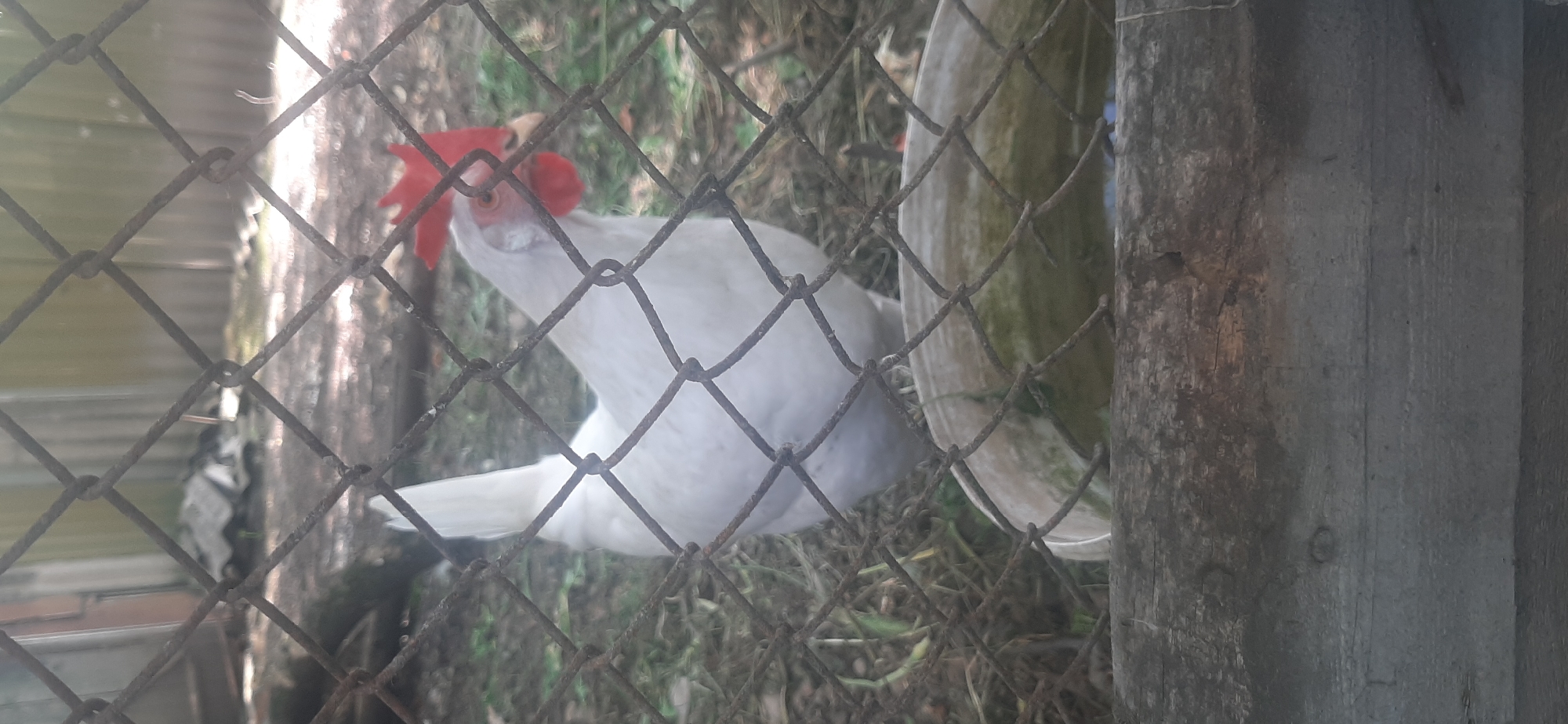 In Yessentukskaya, Russia, a white chicken with a red comb stands behind a chain-link fence. The chicken is positioned centrally, with its body mostly obscured by the fence mesh, but its head and part of its body are visible. To the right of the chicken, a portion of a red comb is clearly visible. The chicken is standing on dry grass and dirt. In the foreground, a portion of a water trough or basin is visible, with some water at the bottom. The background is blurred and shows more grass and some indistinct structures. The scene appears to be an outdoor enclosure, possibly a backyard or farm.