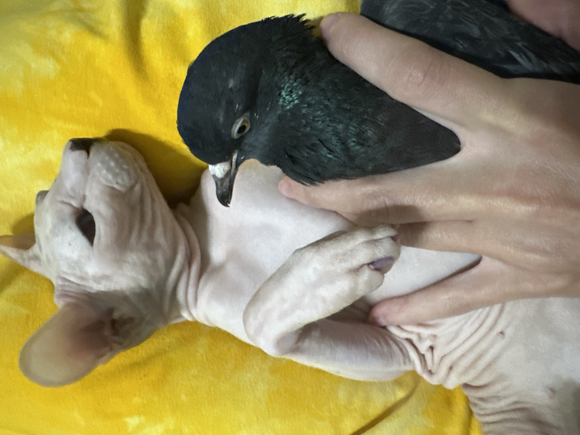 A close-up, high-angle shot captures a surreal pairing of a Sphynx cat and a pigeon, resting on a yellow, textured surface. The cat, lying on its back, reveals its characteristic wrinkled, pinkish skin. Its face is turned towards the left, with its ears alert. In contrast, a dark, iridescent pigeon is held gently in a person's hands, positioned above the cat. The pigeon's head is lowered, and its beak is visible. The hands are soft and flesh-toned, cradling the bird. The yellow surface appears to be fabric, possibly a blanket or towel, with a slightly mottled texture and a bright, warm hue. The scene suggests a moment of quiet companionship, defying typical predator-prey dynamics. The lighting is even, indicating an indoor setting, possibly during the day given the brightness of the yellow fabric. The overall mood is one of gentle curiosity and unusual coexistence, with no visible text in the frame. The location context of Togliatti, Russia, does not offer specific visual cues within the image itself.