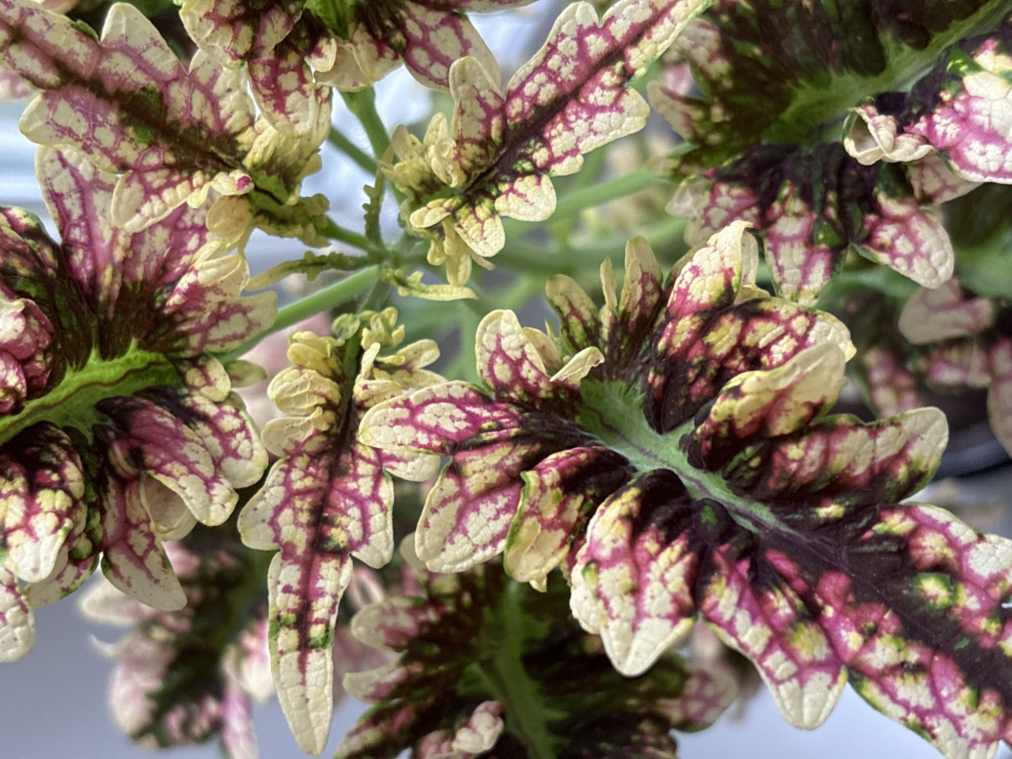 A close-up, overhead view of colorful Coleus leaves. The leaves exhibit a variegated pattern of creamy white, pink, dark purple, and green. The edges of the leaves are serrated and curled, and the veins are prominent. The background is a soft, out-of-focus blue. There is no indication of the location in Chaikovsky, Russia, or any presence of people or specific objects beyond the plant itself.