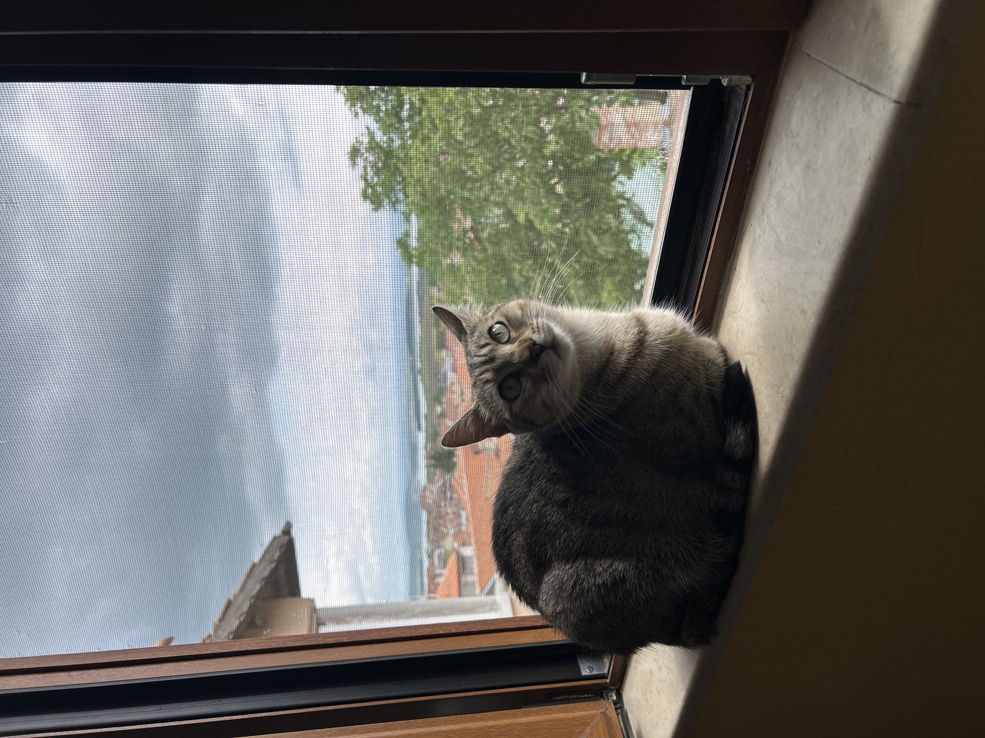 A gray tabby cat is perched on a windowsill, looking at the camera with its head tilted to the side. The cat is positioned in front of a window with a screen, and the view outside reveals a cityscape with red tile roofs, a body of water, and trees. The location appears to be Burgas, Bulgaria, based on the architectural style and geographical features. The light source seems to be coming from the right, casting a shadow on the wall beside the windowsill.