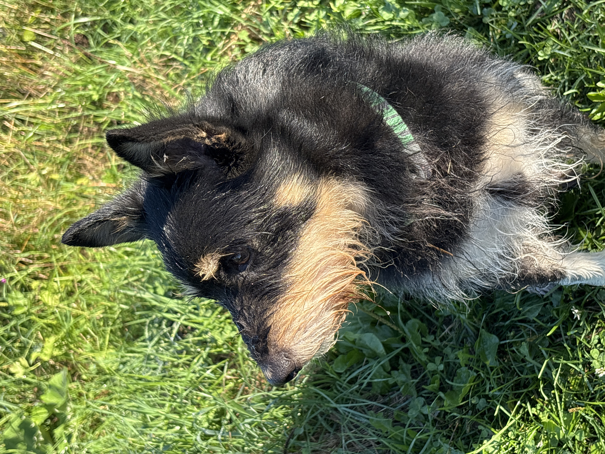 A close-up, eye-level, profile view photograph captures a medium-sized, scruffy dog sitting on lush green grass. The dog's fur is a mix of black and tan, with notable tan markings around its muzzle and chest. Its ears are erect and pointed upwards, and its eyes are dark brown. The dog appears to be looking to its left, off-camera. A thin, green collar is visible around its neck. The background consists of dense, green grass, some of which appears to be wet with dew or moisture, reflecting the sunlight. The lighting suggests it is daytime, with the sun casting shadows and highlighting the dog's wet fur. The scene is set outdoors, in a grassy area that could be a park or backyard in Семибратово, Russia. There are no other subjects or objects of note in the frame.