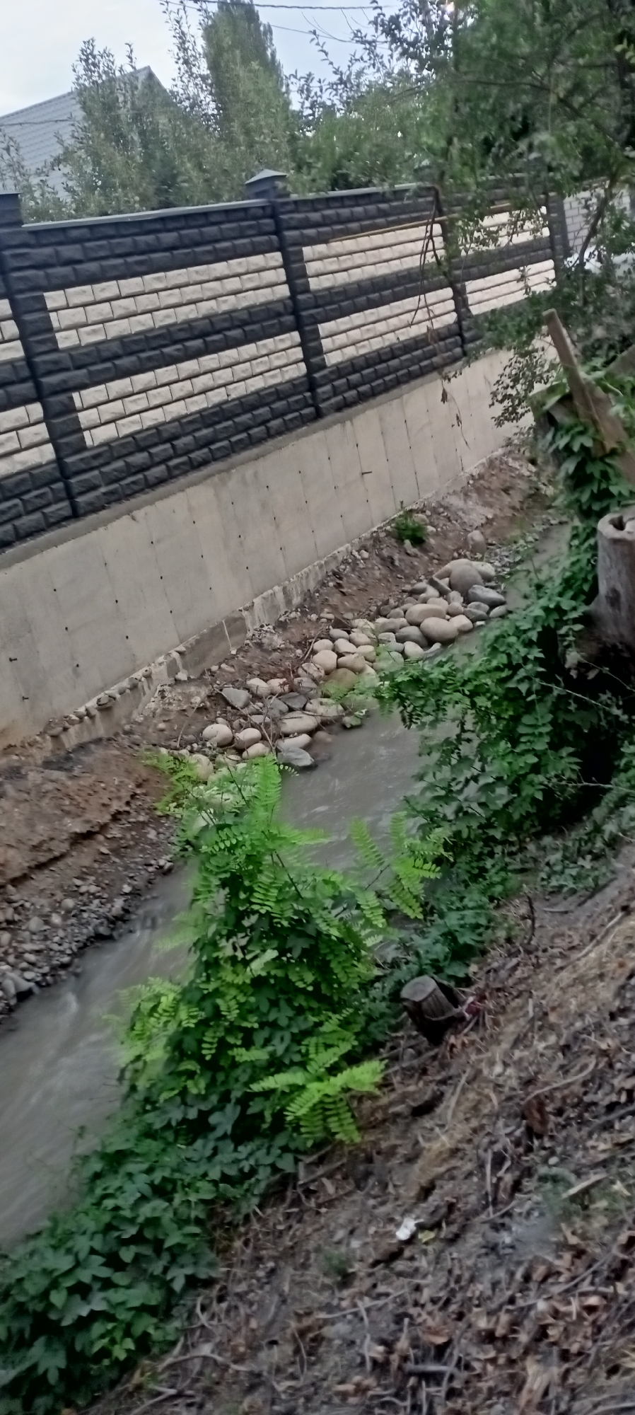 The image shows a narrow, muddy stream flowing alongside a concrete embankment. A black and light-colored brick fence runs along the top of the embankment. Lush green foliage, including ferns and other plants, grows along the stream banks and in the foreground. Rocks of various sizes are scattered along the stream bed and the embankment. In the background, trees and a building with a dark roof are visible. The scene appears to be an outdoor environment, likely in a residential or semi-urban area. The location is identified as Sokuluk, Kyrgyzstan.