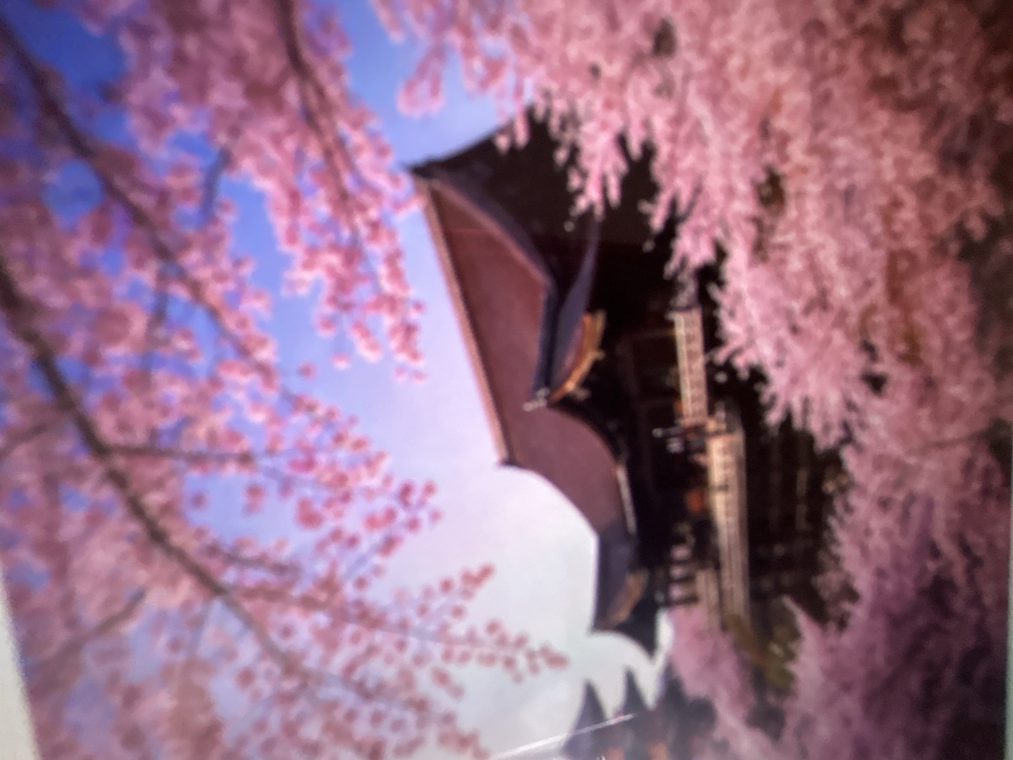 The image shows a blurry, vertical shot of a traditional Japanese pagoda nestled amongst blooming cherry blossom trees. The pagoda has a dark, tiered roof and appears to be made of wood, with some visible windows or openings. The cherry blossoms are a vibrant pink and fill the foreground and right side of the image, creating a soft, dreamy effect against a light blue sky. The left side of the image features more cherry blossoms and branches, with the sky visible through them. The overall impression is one of natural beauty and serene architecture, characteristic of a spring scene in Japan. The time of day appears to be daytime, with the sky being a clear blue. No text is visible in the image. Given the context of Gelendzhik, Russia, this image likely depicts a scene inspired by or representative of Japanese aesthetics rather than an actual location in Gelendzhik.