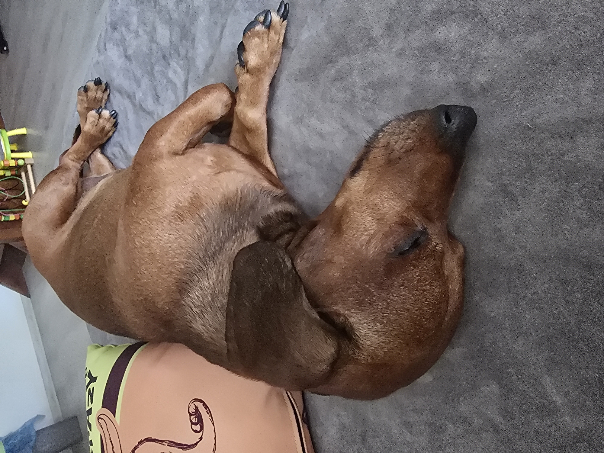 A medium-sized, short-haired dog of a reddish-brown color is sleeping on its side on a gray carpeted floor. The dog is positioned in the center of the frame, with its head resting on its paws and its eyes closed. A light brown pillow with a cartoonish depiction of an elephant on it is situated to the left of the dog. The background is blurred, but suggests an indoor environment with a white wall and some colorful objects in the distance. The lighting is natural, coming from the left side of the frame.