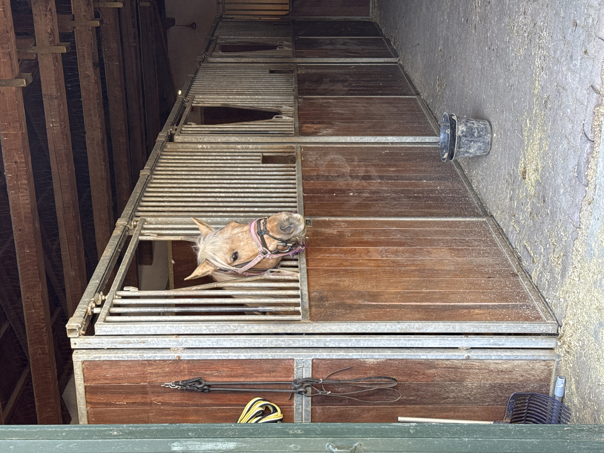 This media file captures an indoor view of a horse stable in Agii Anargiri, Greece. The perspective looks down a row of multiple horse stalls, with a pale-colored horse prominently featured in the foreground. The horse, likely a palomino, has its head extended out of its stall opening, wearing a pink halter and appearing curious.
The stalls are constructed with sturdy wooden panels on the lower half and galvanized metal bars on the upper half, allowing for ventilation and interaction. The stable floor, visible to the right of the stalls and in the foreground, is concrete and lightly covered with straw or sawdust debris. In the mid-ground, a dark, cylindrical bucket rests on the floor. Further down the row, similar empty stalls extend into the background, hinting at a larger stable facility.
The ceiling of the stable, visible on the left side of the frame, features exposed wooden beams and rafters, indicating rustic construction. Horse tack, including reins or a bridle and a yellow and black lead rope, hangs neatly on the wooden door of a lower stall in the foreground. A dark-colored pitchfork or rake is visible near the bottom right corner, suggesting stable maintenance. The overall scene conveys a calm, functional stable environment during daytime. No discernible text is visible in the image.
