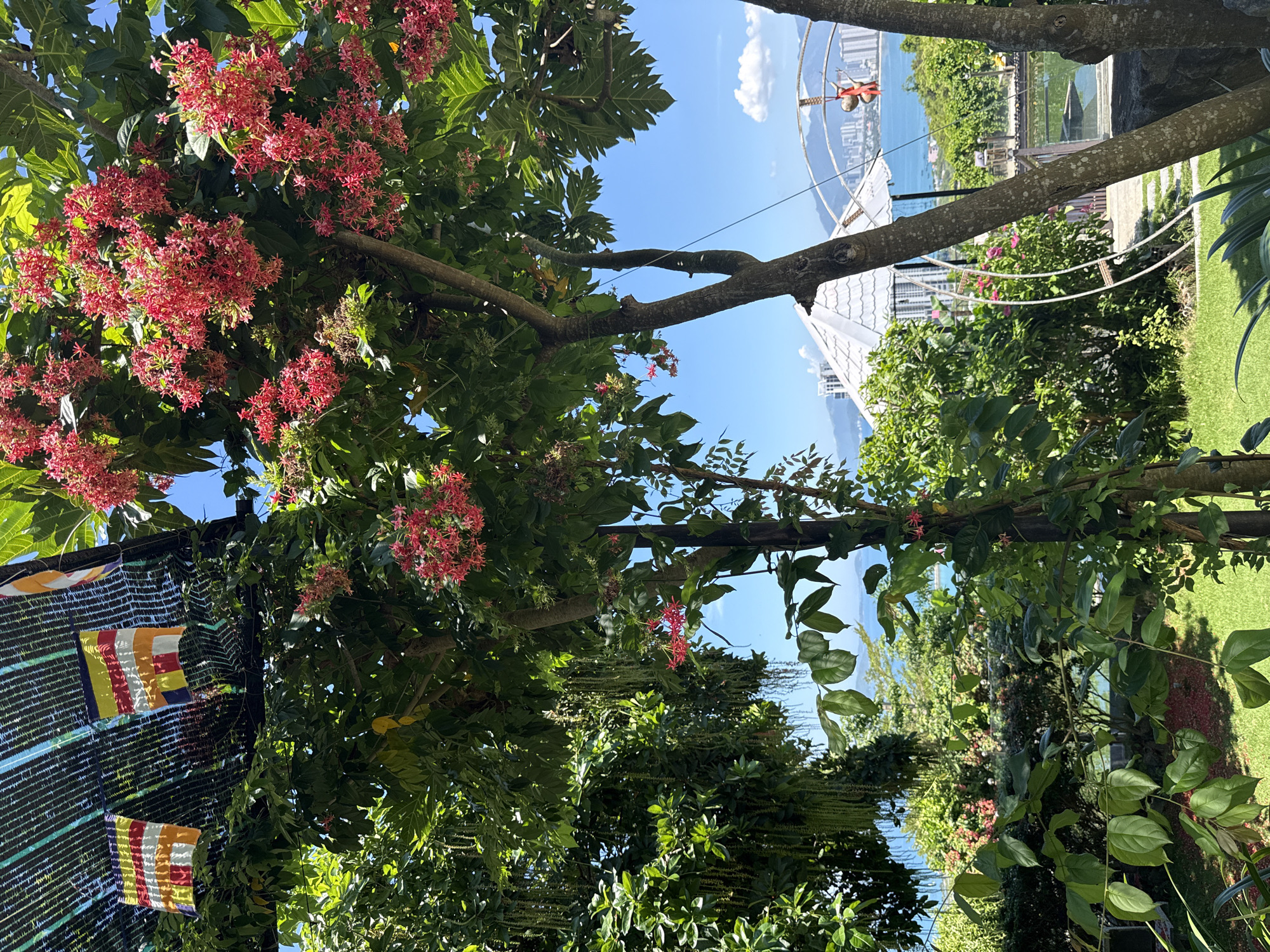 The image depicts a lush garden area with a view of a city and the ocean in the background. In the foreground, several trees are prominent, with one on the right featuring a rough, textured bark and another to its left showing a thinner, smoother trunk. Both trees have leafy branches. A tree with clusters of small pink flowers is visible towards the center, with a canopy of green leaves. Hanging from a black mesh structure above, two Buddhist prayer flags, featuring colorful stripes of yellow, red, white, and blue, are displayed.
Further into the garden, there is a white gazebo-like structure with a conical roof. Beyond this, a cityscape with tall buildings is visible along the coastline, meeting the blue ocean under a clear sky with a few scattered clouds. The ground in the immediate foreground is covered with green grass, with fallen pink flower petals scattered on it. The overall environment suggests a tropical setting with a serene and scenic view. The location is identified as a garden in Bac Nha Trang Ward, Vietnam.