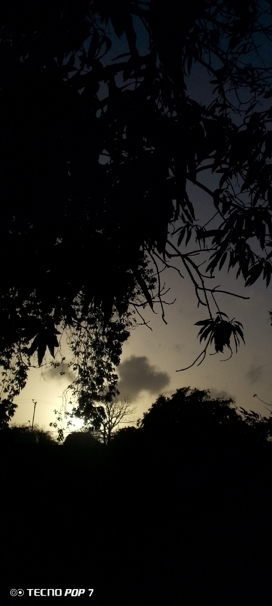 This vertical shot captures a serene sunset or sunrise scene, predominantly in silhouette, in Altagracia, Venezuela. The foreground is dominated by the dense, dark silhouettes of tree branches and foliage, extending from the top and left edges, framing the brighter sky. These leaves and branches are sharply defined against the lighter background.
In the mid-ground, the sun is partially visible as a bright glow near the horizon, mostly obscured by the silhouetted trees and some low-lying foliage. Above the horizon, the sky transitions from a soft, warm yellow-orange hue near the sun to a deeper, darker blue-grey higher up, suggesting either twilight or dawn. A distinct, dark grey cloud formation, irregular in shape, floats slightly above and to the right of the sun's brightest point. Another tree, appearing bare or with very sparse foliage, stands silhouetted to the left of the central sun, with what appears to be a utility pole or similar structure faintly visible further to the left. The bottom portion of the image is a solid, deep silhouette of land or more dense tree cover.
The image conveys a tranquil atmosphere. The time of day is clearly either sunset or sunrise, given the low position of the sun and the dramatic backlighting. The sky is partially cloudy. There is no visible human activity or specific objects other than the natural landscape and the faint utility pole. The text "TECNO POP 7" is watermarked at the bottom left corner, indicating the device used to capture the image.