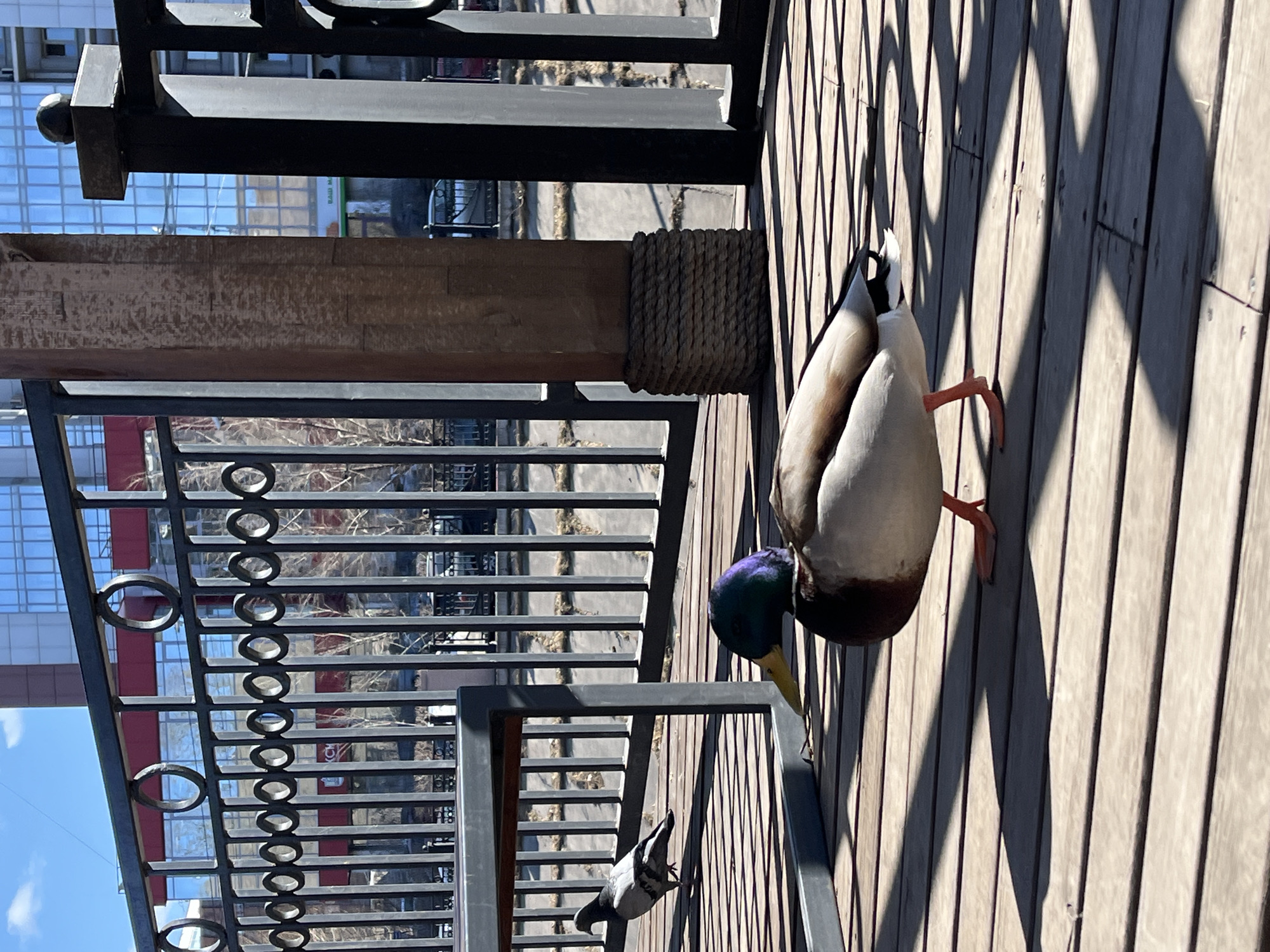 A mallard duck is standing on a wooden deck next to a metal railing in Krasnoyarsk, Russia. The railing is black with decorative circles. A pigeon stands on a stairwell below. The deck is made of light-colored wood planks. Shadows from the railing fall across the deck. In the background, buildings and a blue sky are visible.