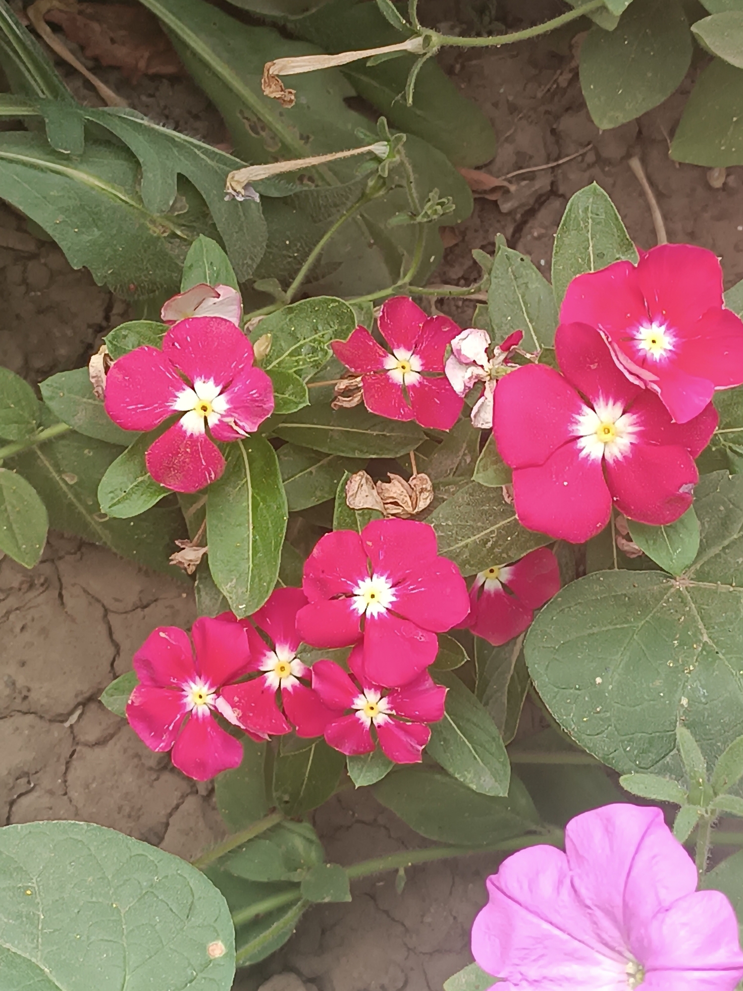 A close-up, high-angle shot shows several vivid pink vinca flowers with white centers, interspersed with green leaves and a cracked, earthy ground surface. The flowers are in various stages of bloom, with some fully open and others partially unfurled. In the bottom right corner, a large, soft pink petunia flower is visible, its petals extending towards the viewer. The overall impression is of a garden bed in Vypasne, Ukraine, characterized by its vibrant floral display against a dry, somewhat barren backdrop.
