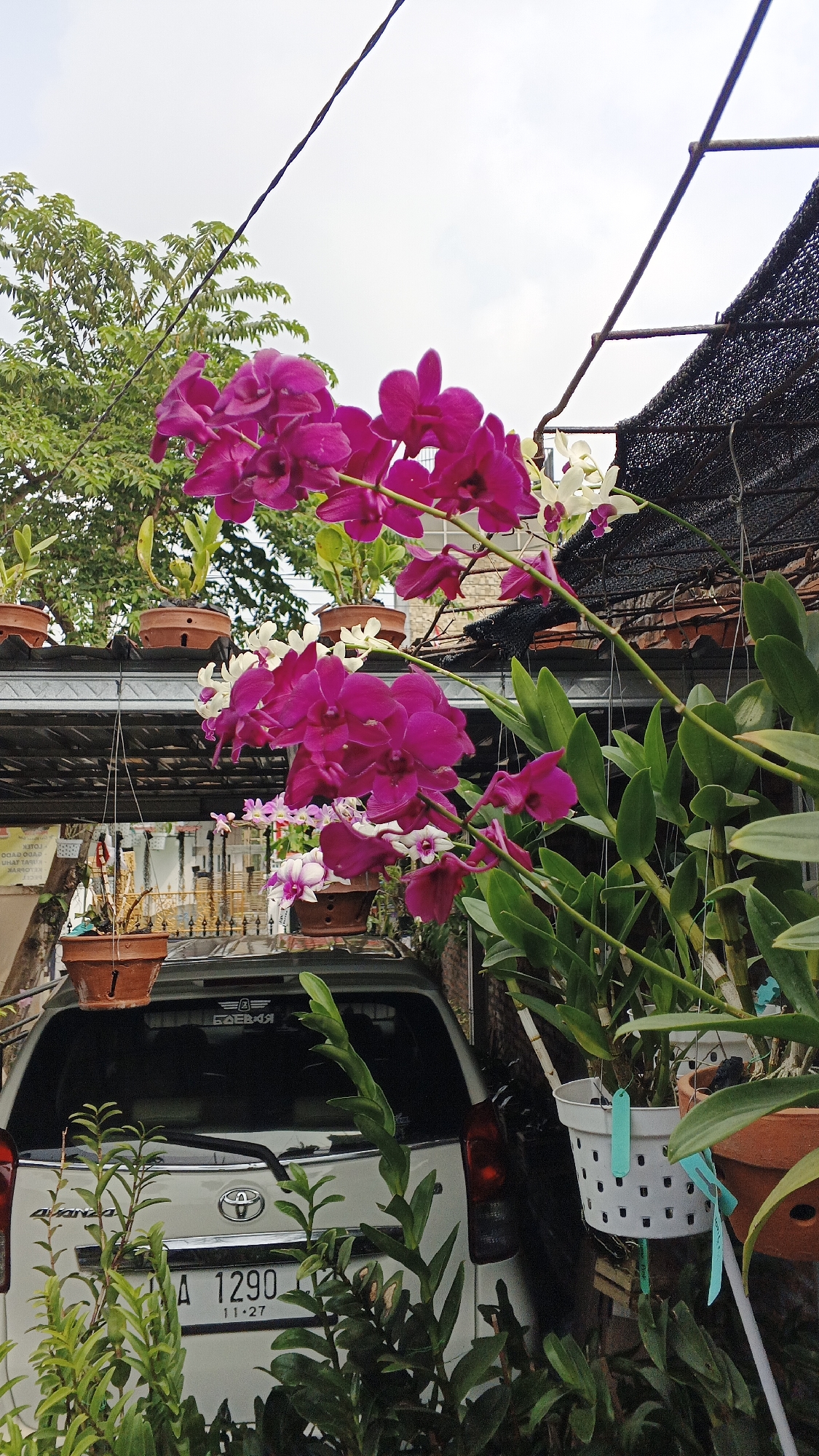 In Ambarketawang, Indonesia, a white car is parked outdoors, its rear visible. The car has a license plate that reads "A 1290 11.27". Above the car, numerous potted orchids are displayed, with a prominent cluster of vibrant magenta orchids in the foreground. To the left of the car, a green tree with dense foliage is present. The scene is set against a cloudy sky.