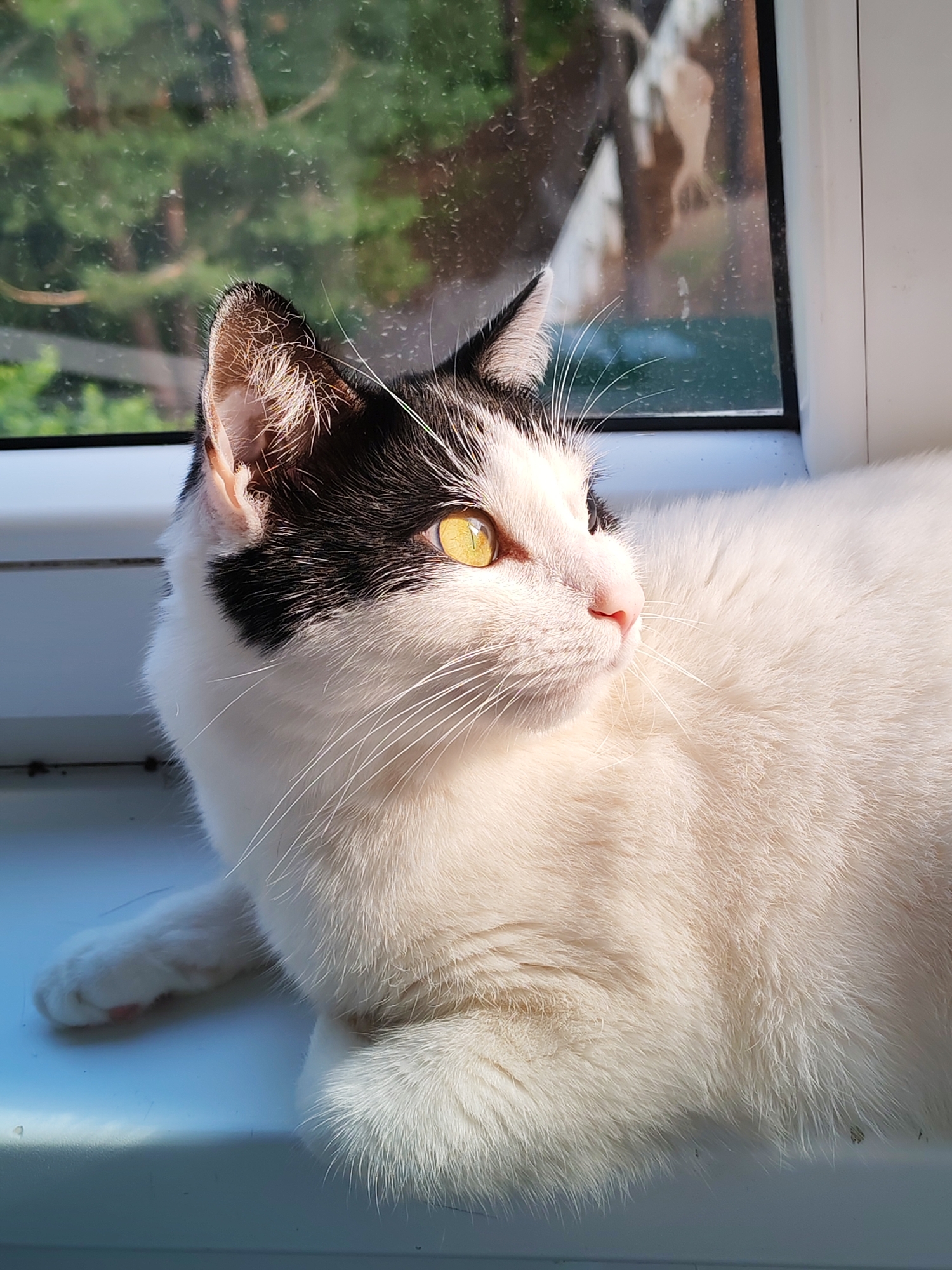 A black and white cat with bright yellow eyes is resting on a windowsill. The cat is looking out a window, and the sunlight is streaming in, illuminating its fur. Outside the window, trees and greenery are visible. The windowsill appears to be made of white plastic. The scene is lit by natural sunlight, casting shadows and highlighting the cat's features. The image was captured indoors, likely in a residential setting, in the city of Chaikovsky, Russia.