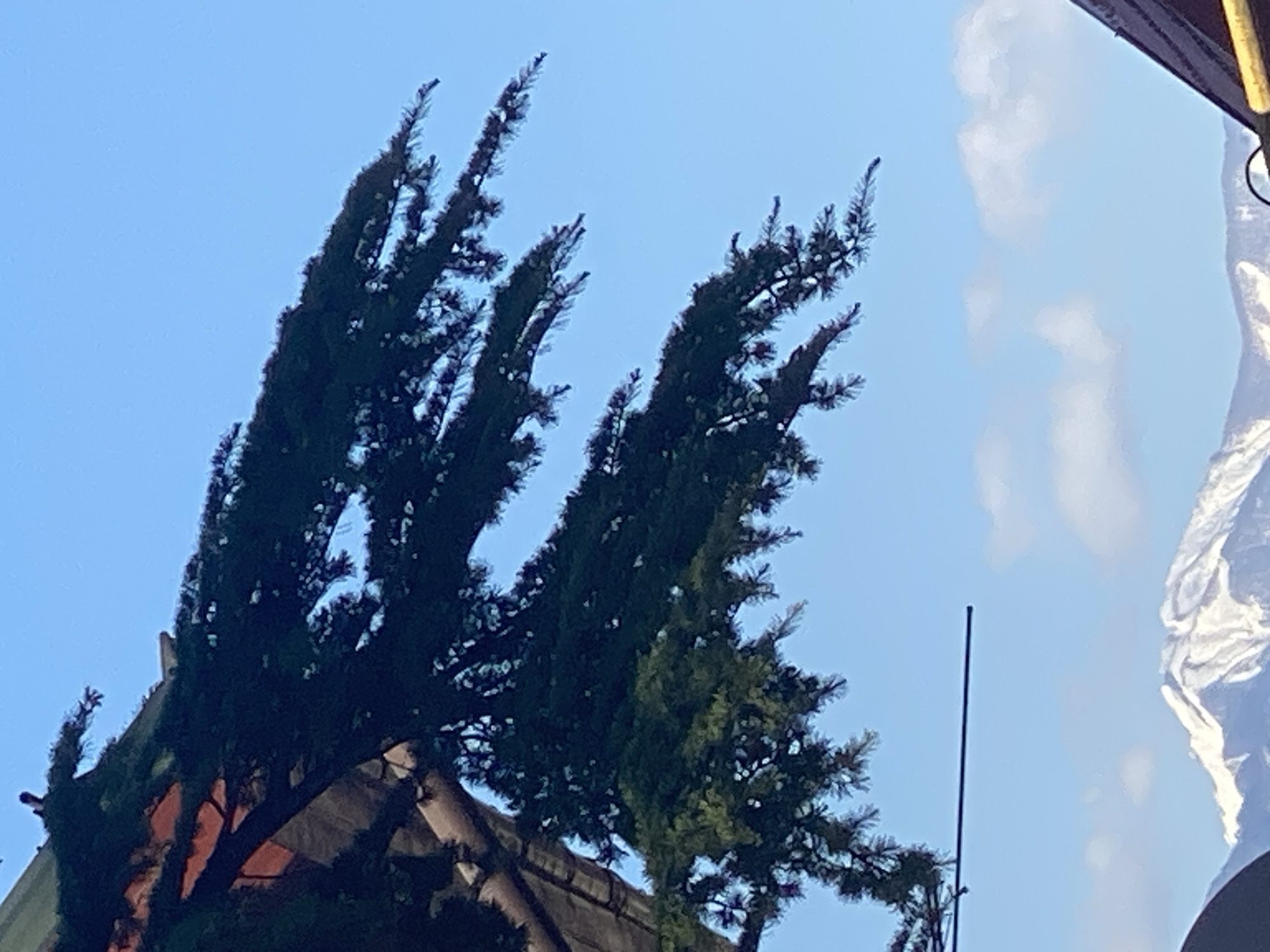 This image, captured in Sochi, Russia, depicts a daytime scene primarily focused on the upper portions of tall, dark green coniferous trees against a bright blue sky. The trees, possibly cypress, feature dense, feathery foliage and are silhouetted, reaching upwards. The sky is clear, with a few wispy white clouds visible, particularly towards the right side of the frame.
In the bottom left of the image, a section of a building is visible, characterized by a reddish-brown tiled roof and a dark gutter beneath the trees. On the far right, a large, light-colored structure or wall, possibly part of another building, is present. This structure reflects sunlight, appearing bright and showing some textured or rippled surface details. A slender, dark, vertical pole stands out against the blue sky in the lower right portion of the image. No specific activity or event is taking place, presenting a static view under clear weather conditions, likely in the late morning or afternoon. There is no visible text in the image.