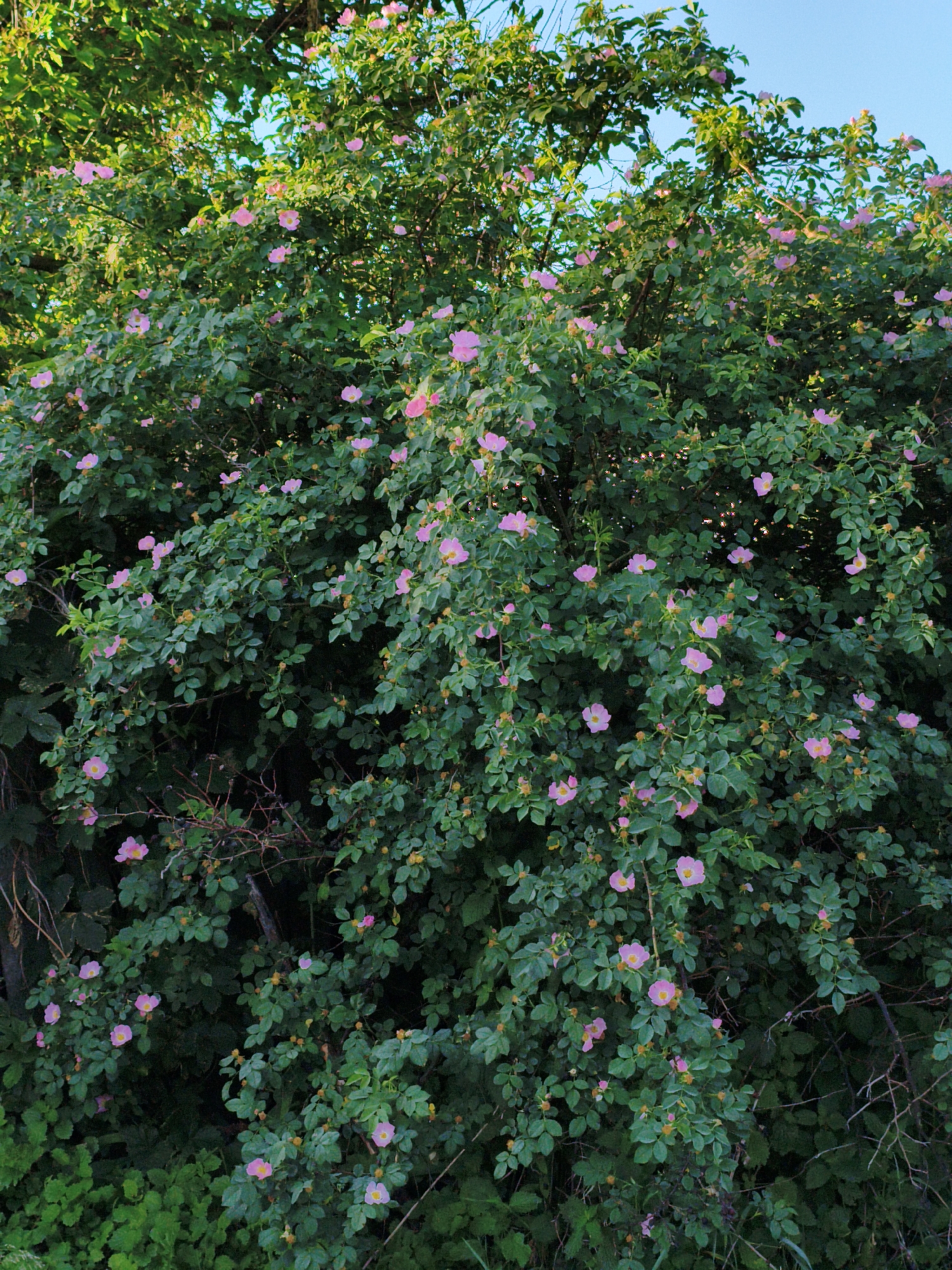 A dense bush with dark green leaves and numerous small pink flowers is captured in an outdoor scene. The bush is full and sprawling, with some branches reaching towards the top of the frame. The flowers have five petals and are scattered throughout the foliage. In the upper portion of the image, glimpses of a clear blue sky can be seen through the leaves. The overall impression is of a wild or overgrown area, possibly a park or natural setting within Ustyvytsia, Ukraine. No people or animals are visible in the image.