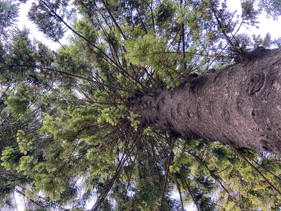 The image displays a vertical upward view of a large *Araucaria* tree, consistent with the *Araucaria bidwillii* located in Plaza San Martín, Retiro, Buenos Aires, Argentina. The lower and central portion of the frame is dominated by the tree's thick, straight trunk, exhibiting deeply fissured, dark reddish-brown bark. Numerous sturdy, dark branches extend radially and upwards from the trunk, forming a dense canopy. The foliage consists of needle-like leaves, presenting a dual coloration: darker green on older growth and brighter, lime-green on new growth, particularly at the branch tips. Patches of bright, diffused sky are visible through openings in the dense canopy. No other subjects, objects, or human presence are discernible within the frame.