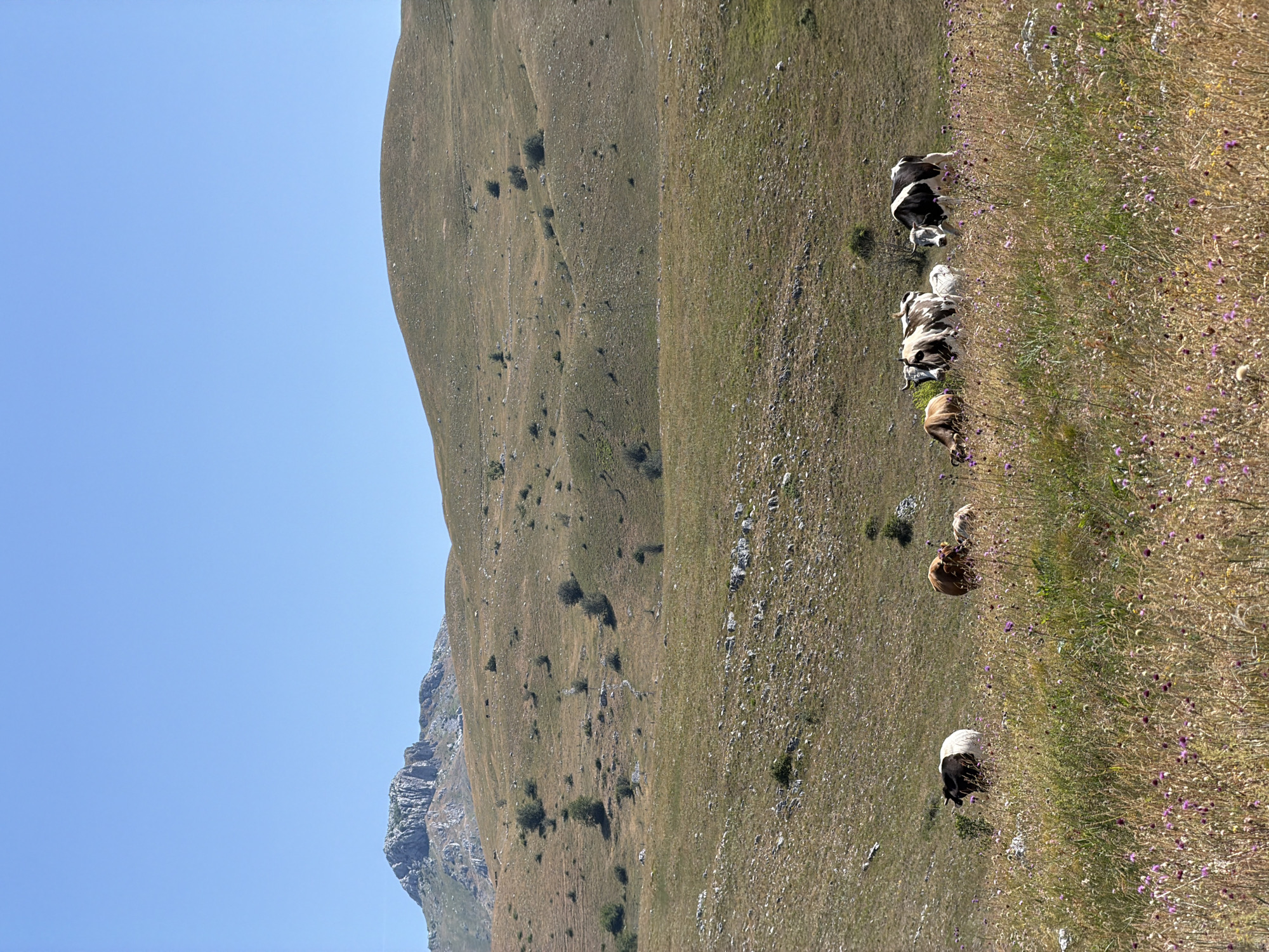 A herd of cows grazes in a meadow in Dubljevići, Montenegro. The meadow is covered in dry grass and wildflowers, with rolling hills in the background. A rocky mountain peak is visible in the distance under a clear blue sky.