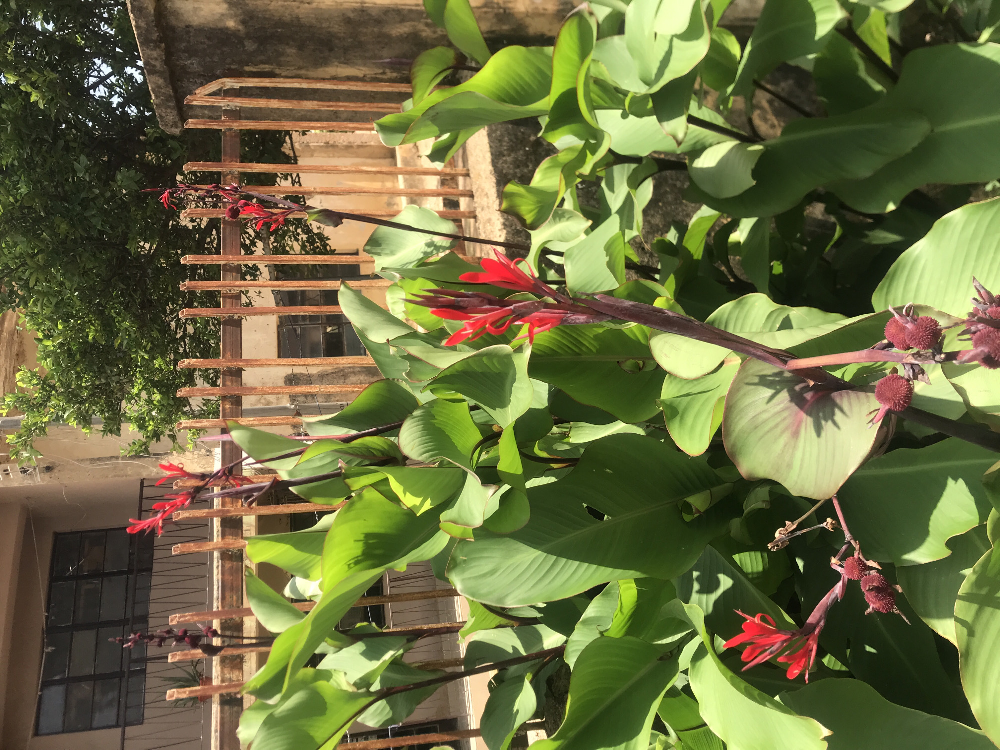 In the city of Rafin Par, Nigeria, a bright, sunny day illuminates a cluster of vibrant red Canna Lily flowers in full bloom, their petals reaching upwards towards the sky. The flowers are surrounded by lush, large green leaves, some of which exhibit a striking purple-red underside, hinting at the plant's unique pigmentation. The Canna Lilies are positioned in front of an old, rust-colored metal fence, its vertical bars showing signs of age and weathering. Beyond the fence, a building with a balcony and dark-framed windows stands partially obscured by the dense foliage of a large tree. The scene is bathed in natural light, casting distinct shadows on the leaves, suggesting it is midday. No people or animals are visible in the image.