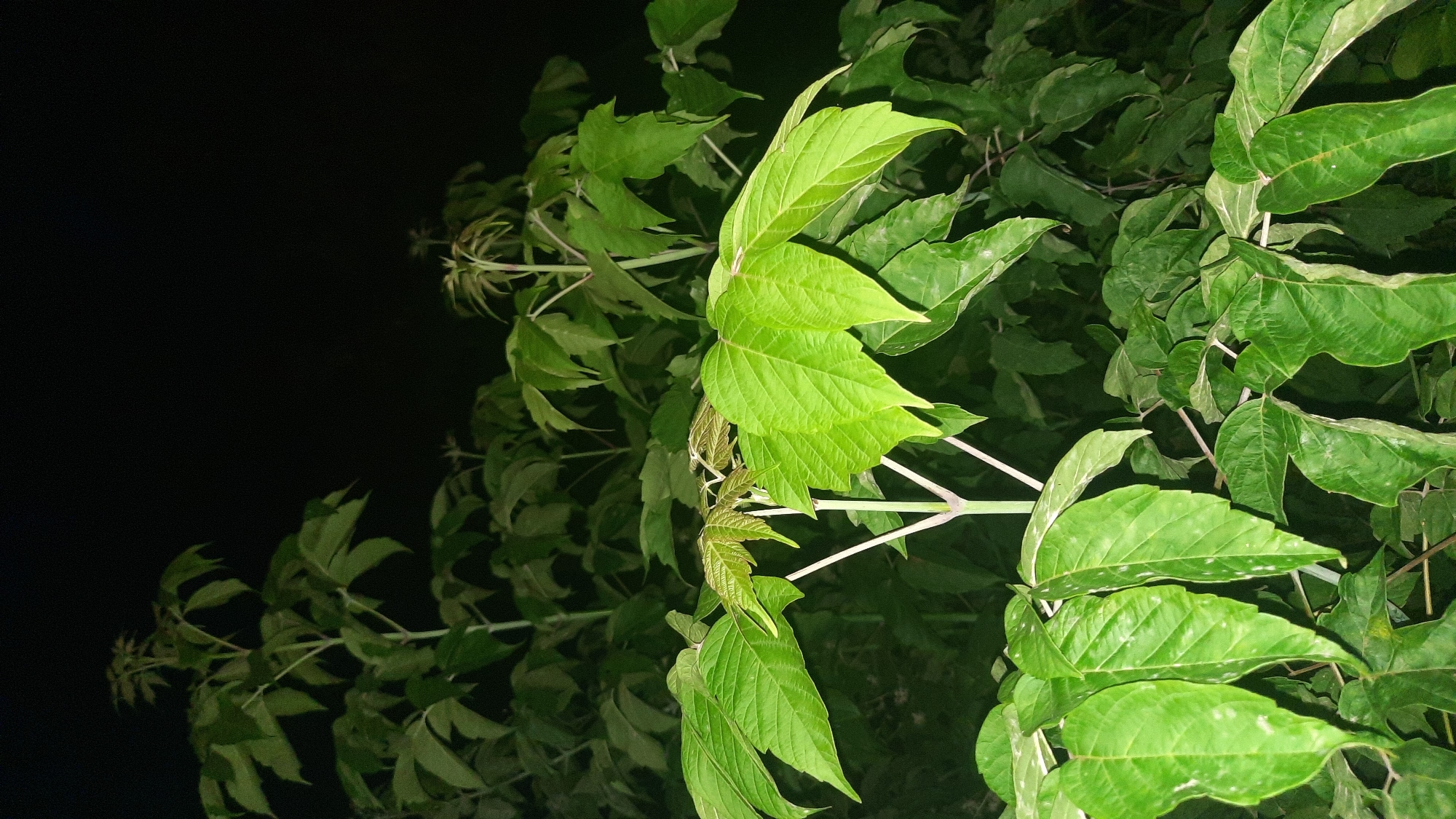 The image shows a close-up of green foliage against a dark, blurred background, suggesting nighttime or deep shade. The leaves are compound, with multiple leaflets stemming from a central point. Some leaves are brightly lit, highlighting their veined texture and serrated edges. Other leaves are in shadow, appearing darker and less distinct. The overall impression is one of lush, verdant growth. There is no indication of the city of Шклоў, Belarus, or any specific location within it. There are no people, actions, or interactions depicted in the image.