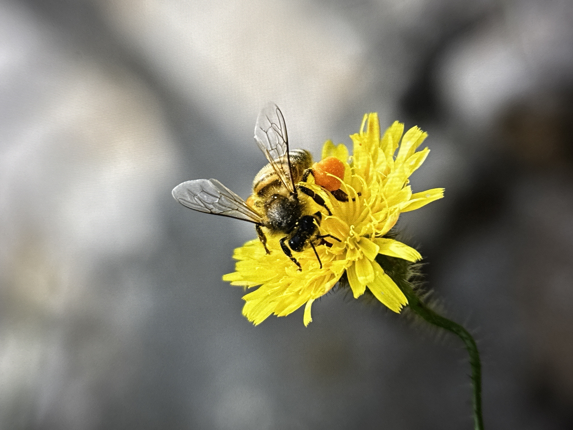 A close-up shot captures a bee with translucent wings on a bright yellow dandelion flower. The bee is positioned in the center of the flower, its body dark and segmented with yellow markings. Its legs are spread, and it appears to be collecting pollen, indicated by the orange-colored material on its legs. The dandelion flower has numerous small petals and a fuzzy green stem curving to the lower left of the frame. The background is a soft blur of gray and light gray, suggesting an outdoor environment with diffused light. There are no people or man-made structures visible in this image. The location is not specified in the image, and therefore cannot be identified as Kallithea, Greece.
