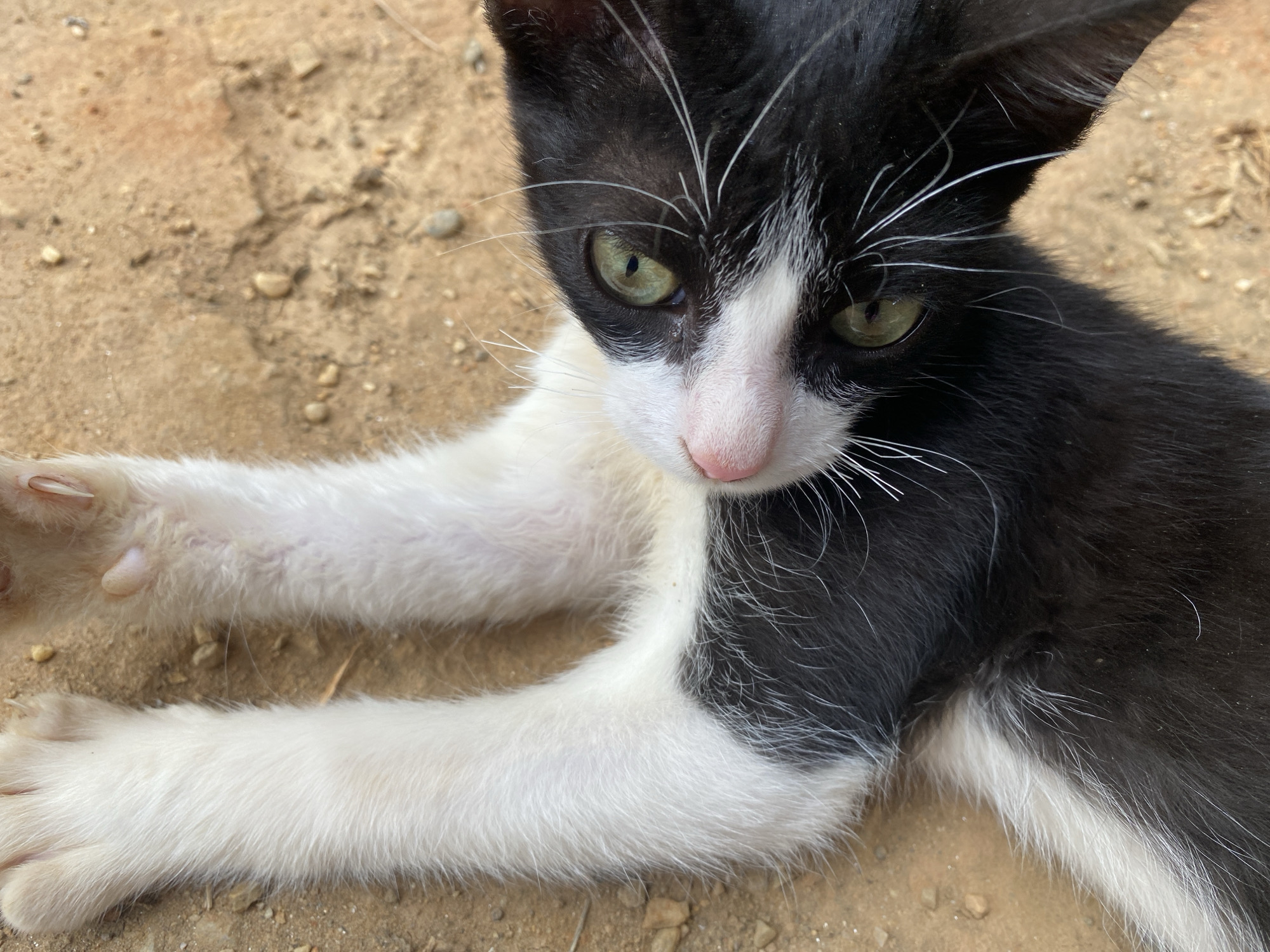 A black and white kitten is lying on the ground. The ground appears to be composed of sand and small pebbles. The kitten has green eyes and is looking downwards. Its front paws are white. There is no indication of the location in Tinaquillo, Venezuela, or any people, actions, or interactions in the image.