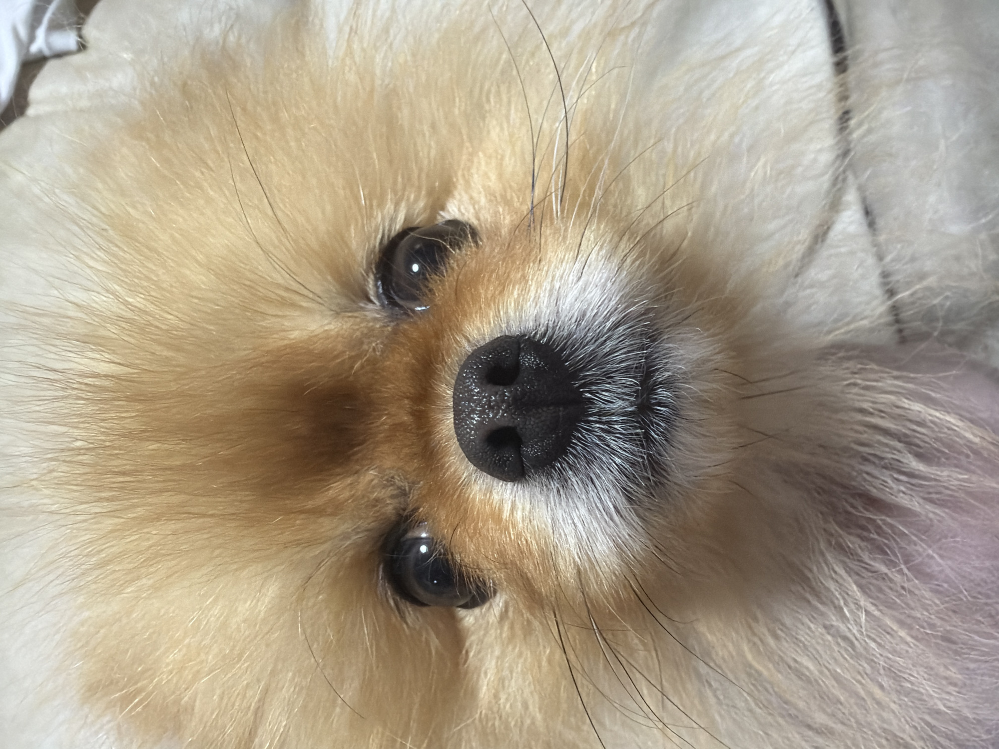 A close-up photograph features the face of a light-colored Pomeranian dog. The dog's black nose is centrally located and dominates the view. The dog's eyes are visible on either side of the nose. The dog's fur is thick and dense. The background appears to be a soft, white surface. The location is Unknown, Unknown.