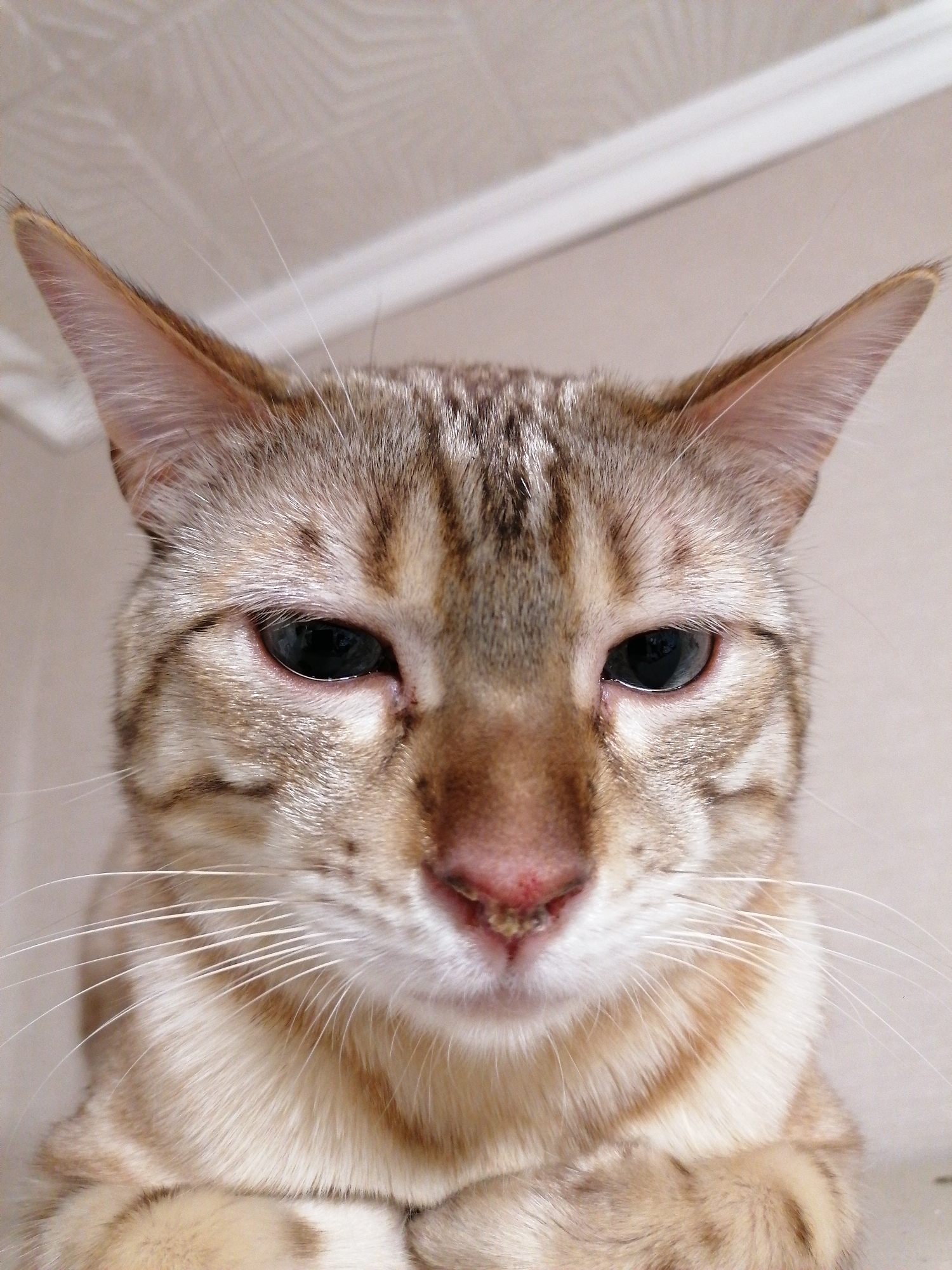 A close-up, eye-level shot features a Bengal cat. The cat is indoors, indicated by the textured ceiling in the blurred background. The cat is positioned facing the viewer with its ears erect. It has black eyes, a pink nose with some spots, and white whiskers. The cat's fur is a light brown with darker brown stripes and spots. Its paws are folded in front of it.