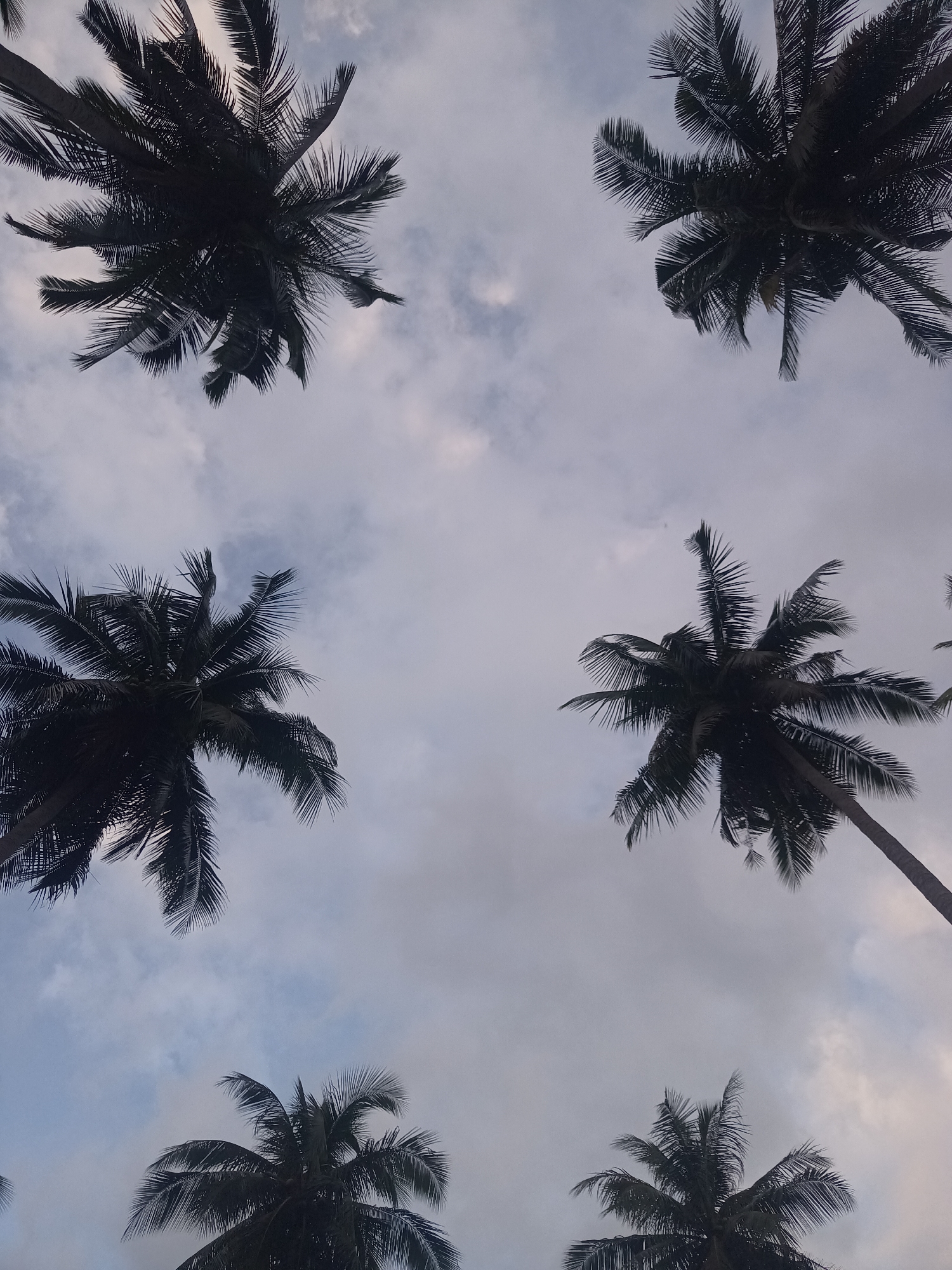 Looking up at a cloudy sky, there are five palm trees silhouetted against the overcast sky. The location is identified as Baan Thong Nang, Thailand.