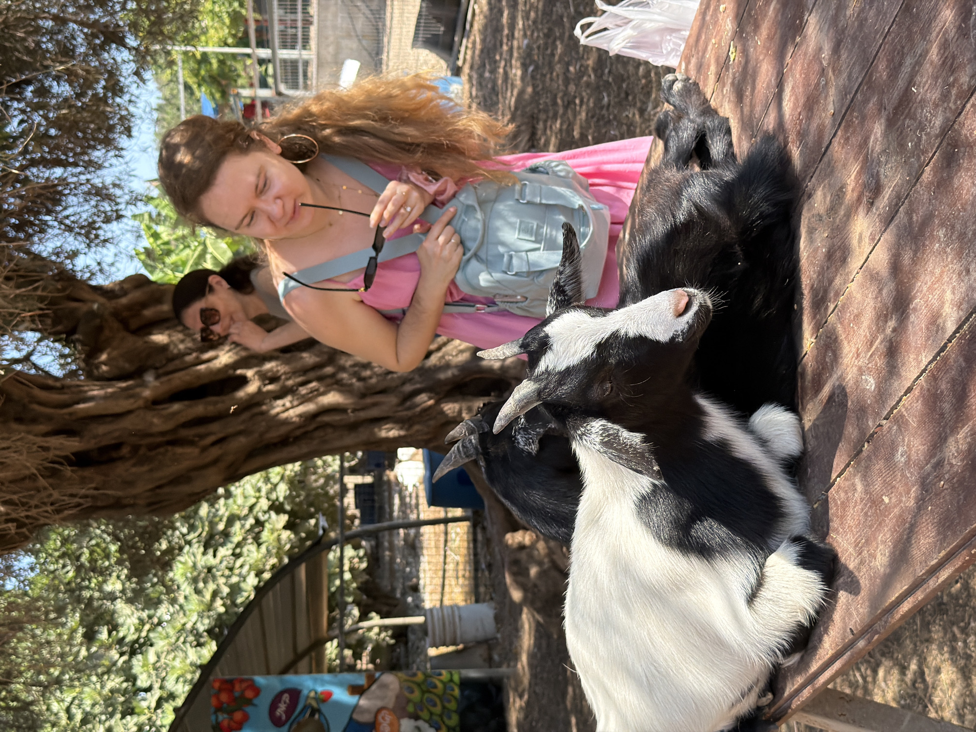 The image depicts an outdoor scene at a goat farm, likely located in the Mate Asher Regional Council, Israel. In the foreground, two goats are resting on a wooden table. One goat is black and white, with its head turned towards the viewer, and its body is partly visible. The second goat is entirely black and lies behind the first.
A woman in a pink dress with a light blue backpack slung over her shoulder is in the mid-ground, holding a pair of sunglasses and looking down. Behind her, another woman wearing sunglasses is leaning against a large tree. The environment is sunny, with dappled light filtering through the leaves of the tree. In the background, there are fences, some structures, and foliage, suggesting a rural or agricultural setting. The presence of plastic bags on the right side of the image indicates that visitors might have recently been present or are preparing to leave.