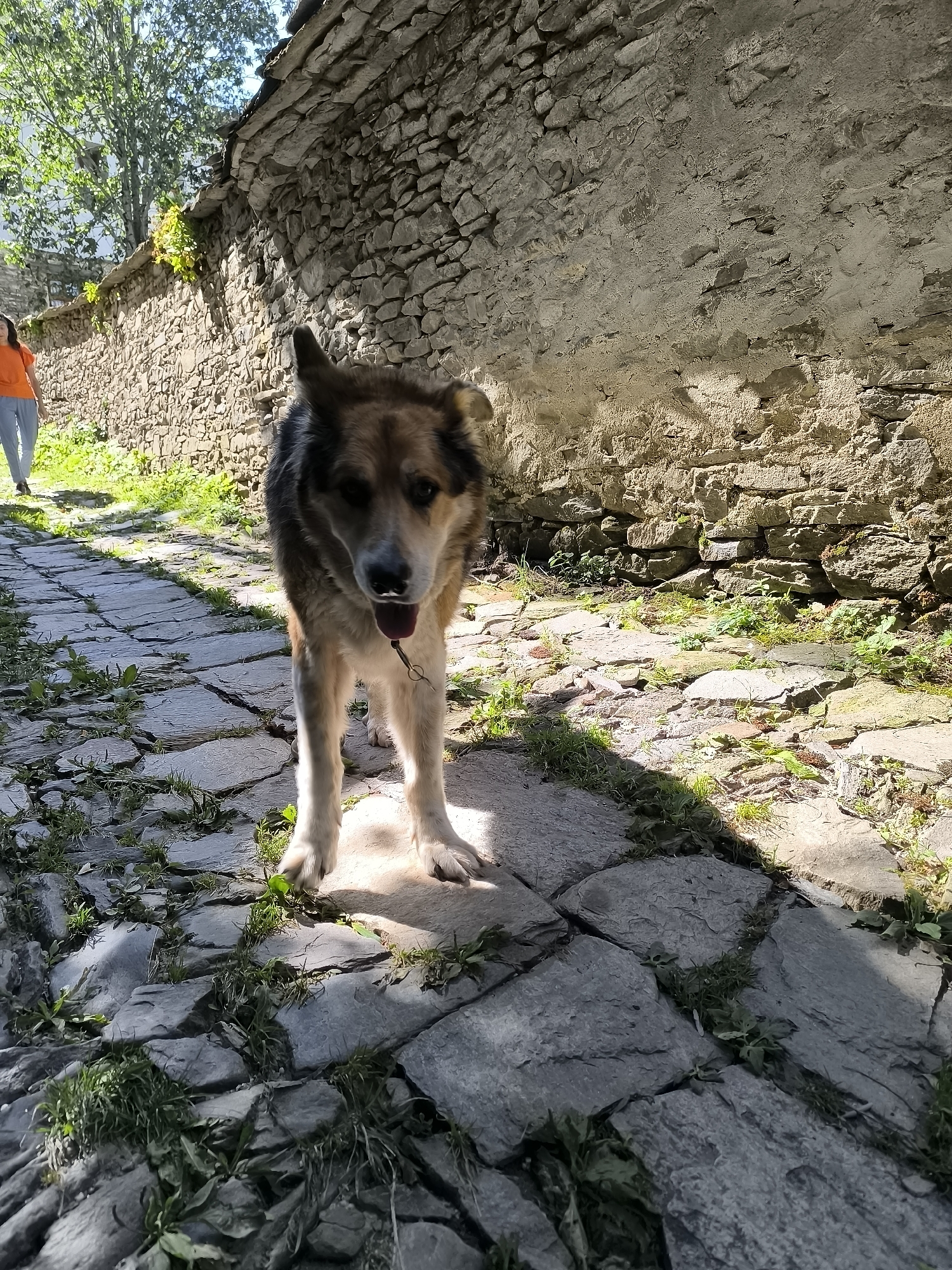 A medium-sized dog, with brown and black fur, stands on a cobblestone path in an alleyway in Kovachevitsa, Bulgaria. The dog is facing the camera with its tongue out. To the left of the dog, a person wearing an orange t-shirt and blue pants walks away from the camera. The alleyway is lined with a stone wall on the right and a lower stone wall with greenery on the left. Sunlight casts shadows across the path.