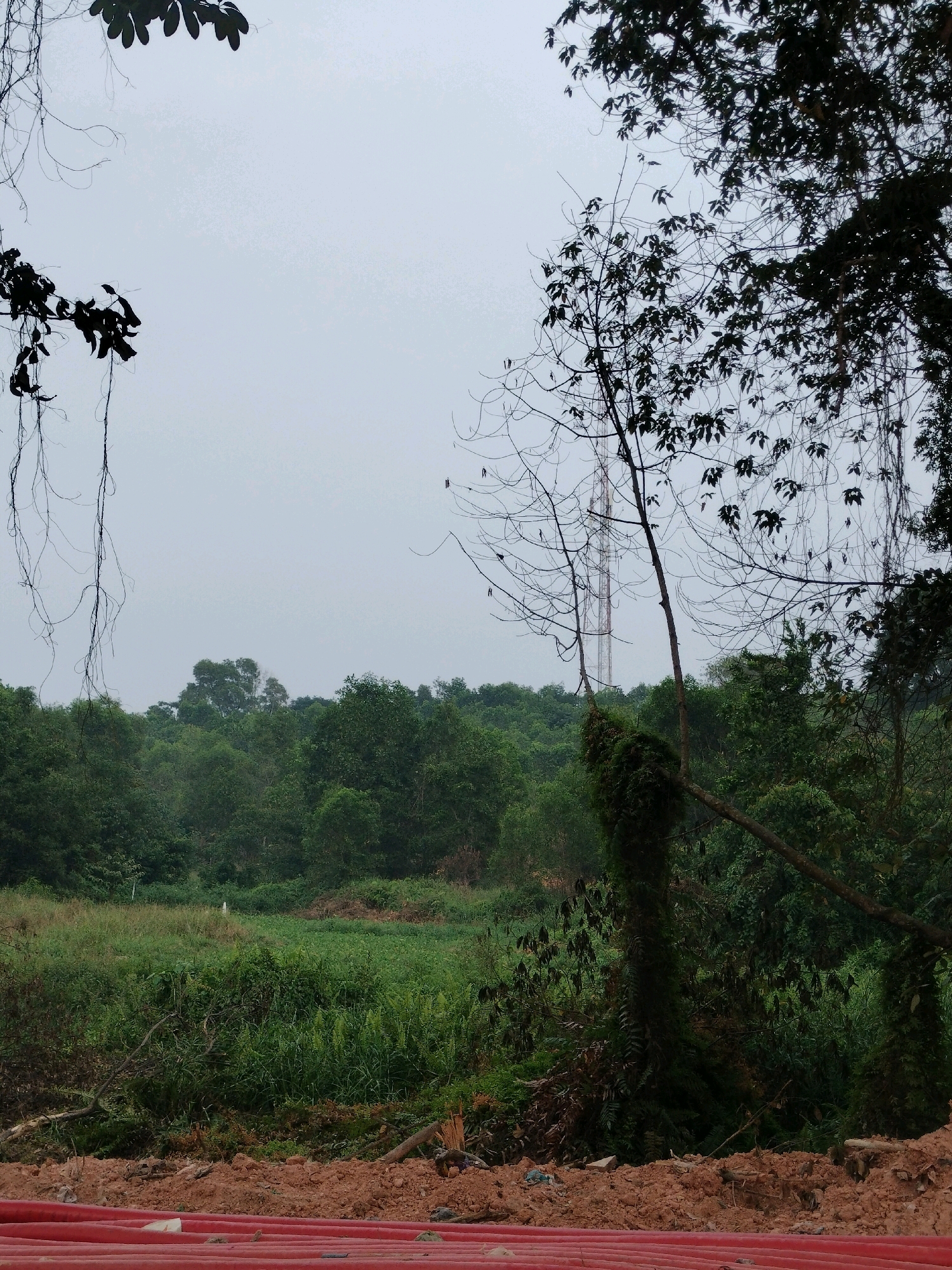 The image depicts an overcast day in a rural or undeveloped area of Batam, Indonesia. In the foreground, a line of red pipes, likely for construction or infrastructure, is visible. Behind the pipes is an area of disturbed earth and vegetation, suggesting ongoing development or land clearing. Further back, a dense forest of green trees stretches across the landscape. In the distance, a tall telecommunications tower rises above the treeline, indicating the presence of some modern infrastructure within the otherwise natural setting. Hanging vines and branches from trees frame the top and right side of the image, adding to the natural, untamed feel of the environment. The sky is a uniform, pale gray, characteristic of a cloudy or hazy day.