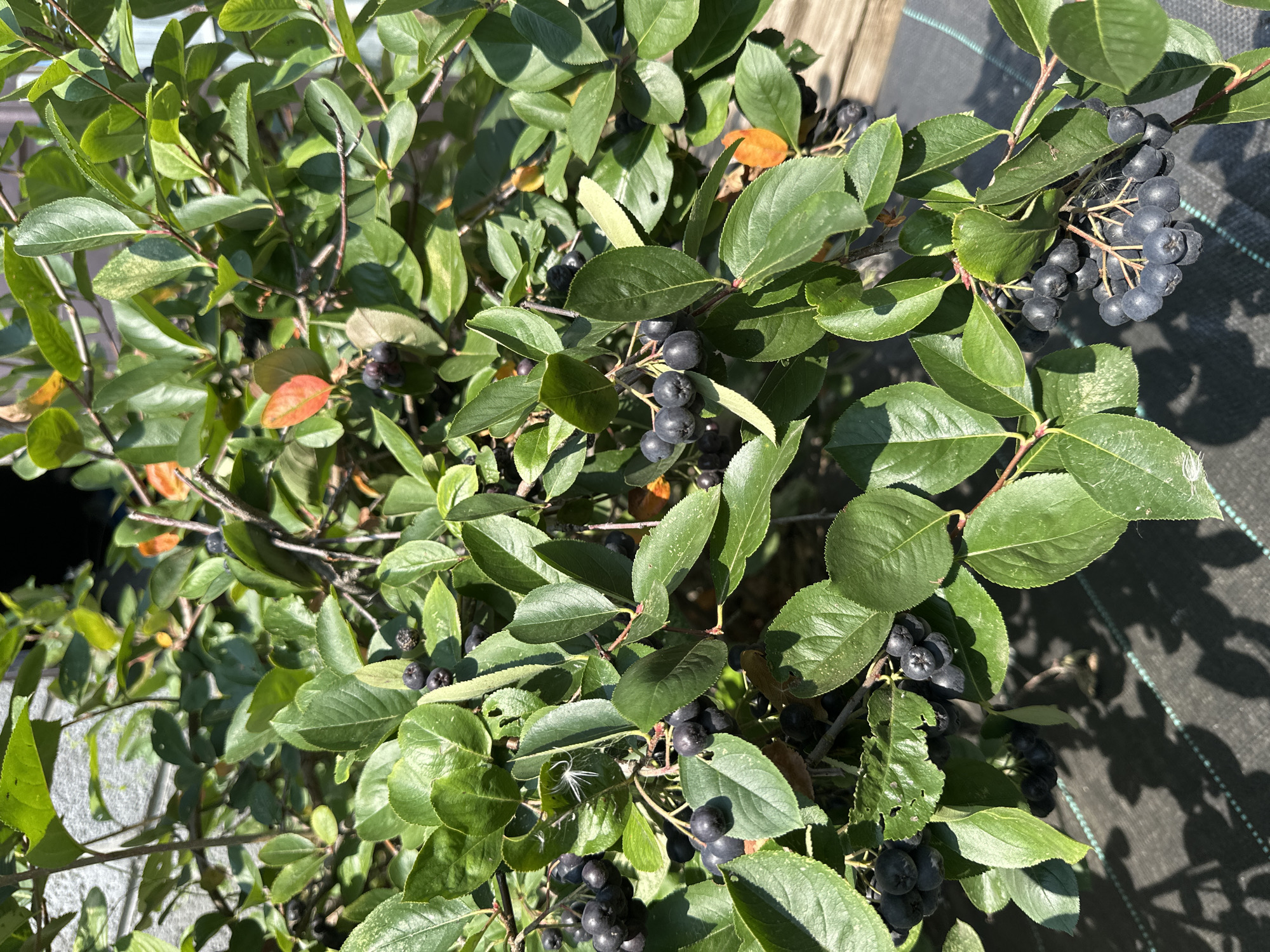 The image shows a close-up view of a bush laden with dark purple aronia berries and green leaves. The berries are clustered on branches, some in tight bunches and others more spread out. The leaves are a vibrant green, with a few showing hints of autumn color, appearing as orange or reddish-brown. The bush is growing in an outdoor environment, with dappled sunlight illuminating the scene. In the background, a light-colored, textured surface, possibly a wall or fence, is visible, as well as a darker, woven material on the ground, which could be landscape fabric. The overall impression is of a healthy, fruiting bush. The prompt specifies the location as Самарский, Russia, which is a district within the city of Samara.