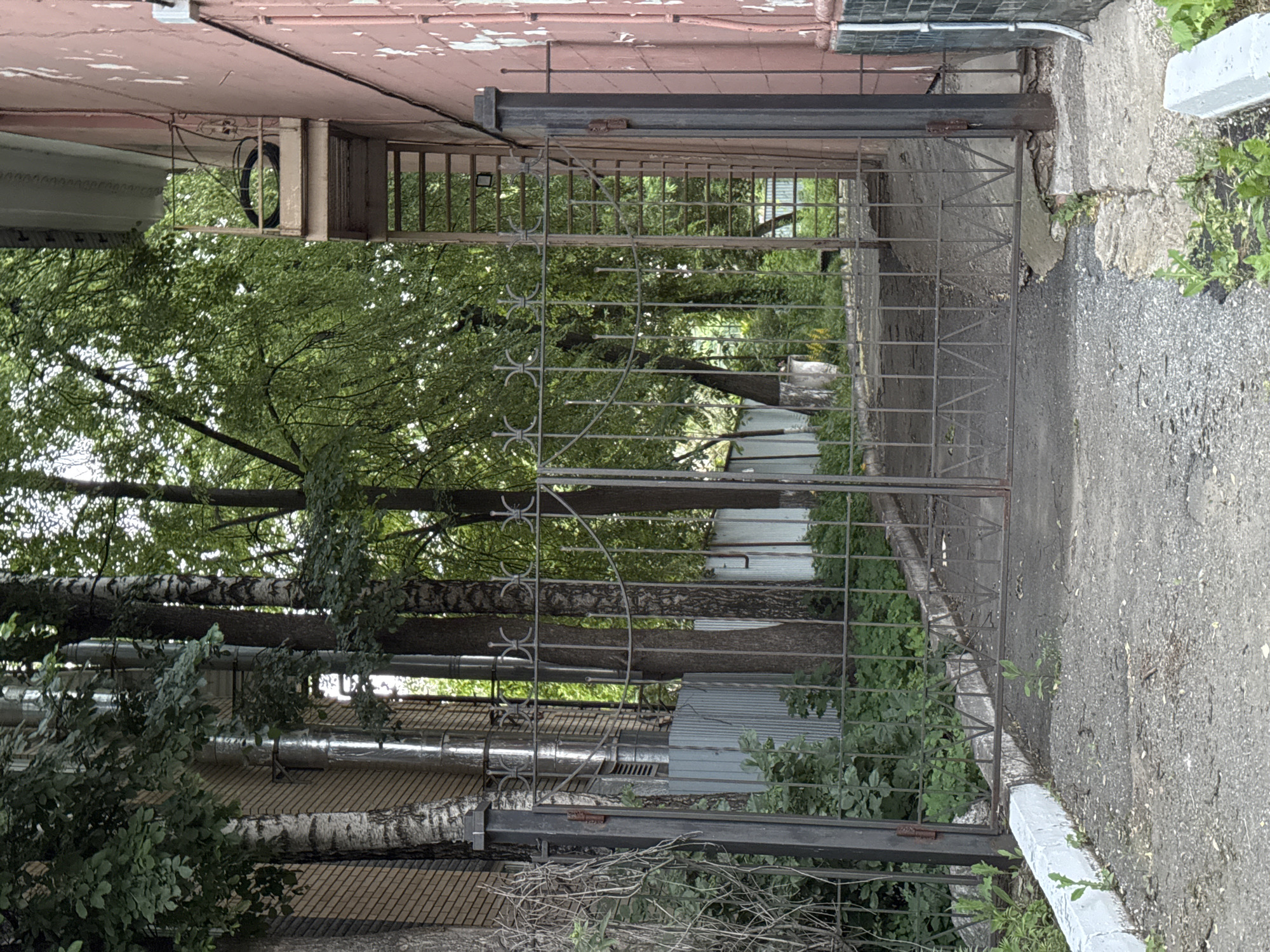 The image depicts a closed, ornate metal gate in Izhevsk, Russia. The gate, made of dark metal with decorative elements, is situated in front of a paved walkway that leads into an overgrown area with trees and vegetation. To the left of the gate, a brick building with large metal pipes running vertically up its exterior is visible. To the right, a pink-colored building with peeling paint and an external metal staircase is present. The ground in front of the gate is asphalt, showing signs of wear and tear, with some cracks and patches of concrete. Overgrown greenery, including small plants and bushes, is present along the base of the gate and on either side of the walkway. The overall scene suggests an urban or semi-urban environment with a neglected or wild feel due to the overgrowth.