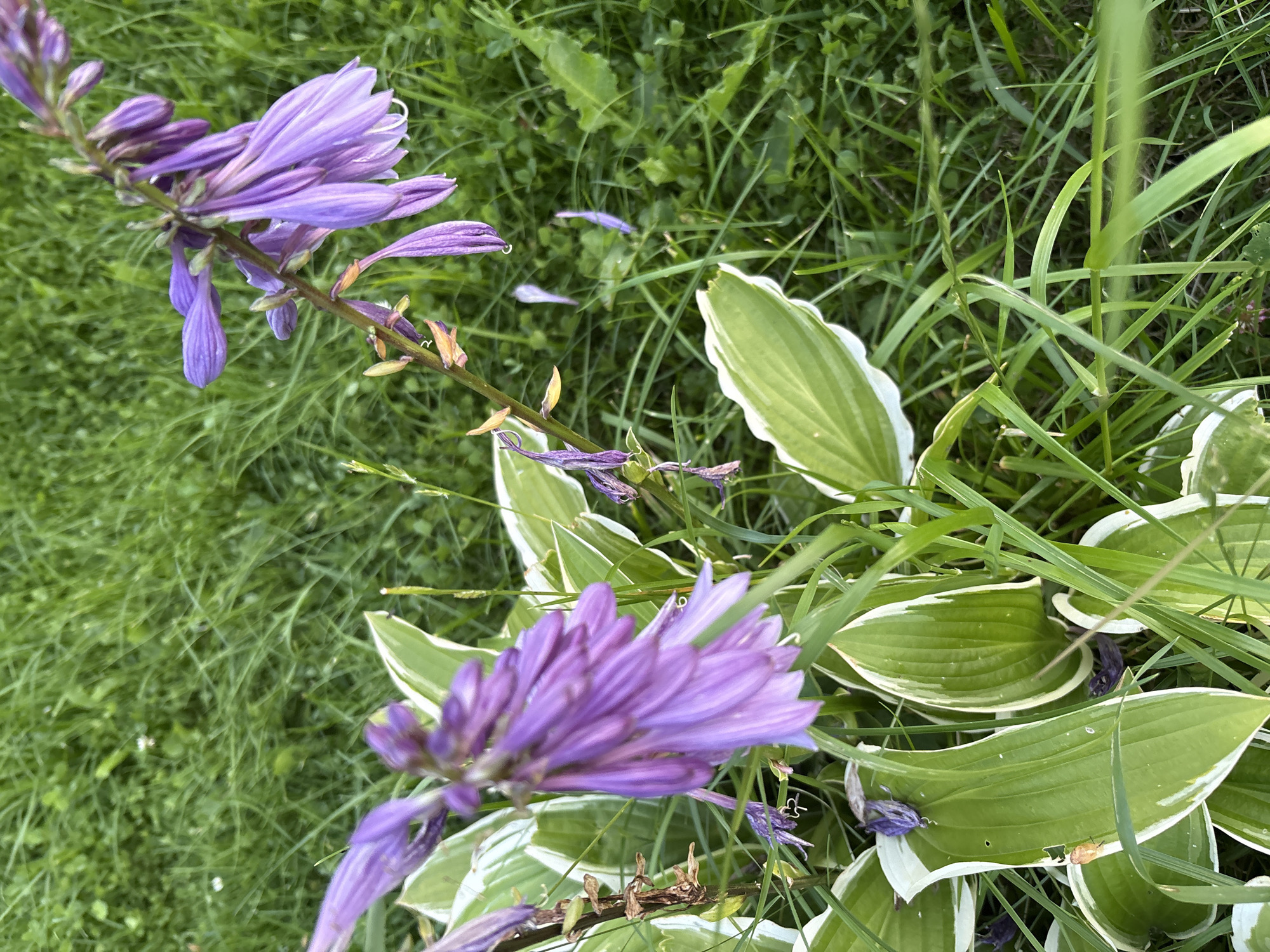 An outdoor, close-up, eye-level, vertical shot captures a cluster of blooming hosta flowers with purple tubular petals. The flowers are on a slender, brown stalk that extends upwards, with some wilting and dried petals visible. The hosta leaves are green with white, variegated edges and are positioned in the foreground and midground. The background consists of lush green grass, suggesting a garden or lawn setting. The scene appears to be in Lyady, Russia.