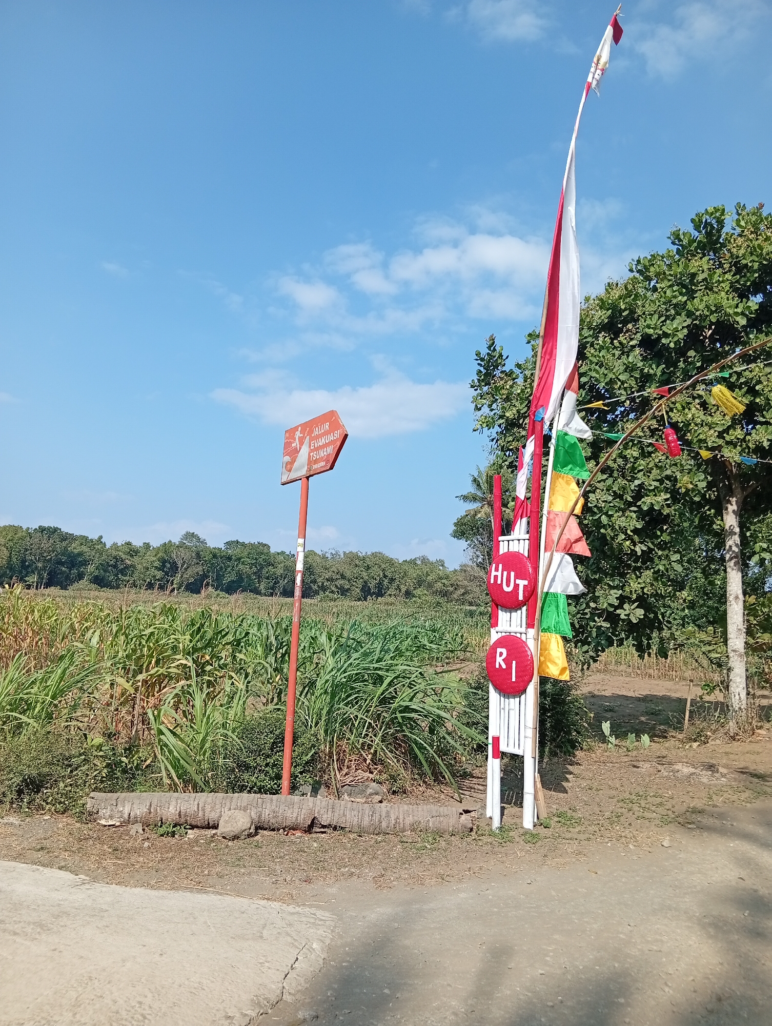 This image depicts an outdoor scene in the village of Miritpetikusan, Indonesia. The foreground features a dirt and paved road. To the right, a white pole adorned with small, colorful pennant flags and a larger Indonesian flag flying from a pole stands prominently. The Indonesian flag is red and white, waving gently in the breeze. Below the Indonesian flag, red circular emblems with white lettering spell out "HUT RI."
To the left of the flag pole, a red directional sign on a pole indicates "JALUR EVAKUASI TSUNAMI" (Tsunami Evacuation Route) with an arrow pointing to the right. Behind the sign, a field of tall green crops, possibly corn, stretches towards a line of trees in the background. The sky is a clear blue with a few wispy white clouds. A large, fallen tree trunk lies on the ground in front of the crop field. The overall impression is one of a rural Indonesian landscape, possibly decorated for a national holiday given the "HUT RI" signage.