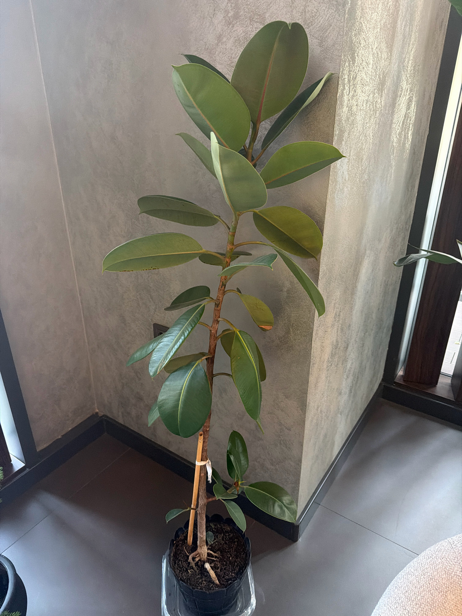 A tall, potted rubber plant, with large, dark green leaves and a brown stem, stands in a black plastic pot with exposed roots and a bamboo stake for support. The plant is situated in the corner of a room with smooth, grey concrete walls and dark grey flooring. A sliver of window with a sheer curtain is visible to the right. The scene is well-lit, with soft shadows cast on the floor. The image appears to be taken indoors, likely in a residential or commercial space. There are no people visible in the image. The location is not specified.