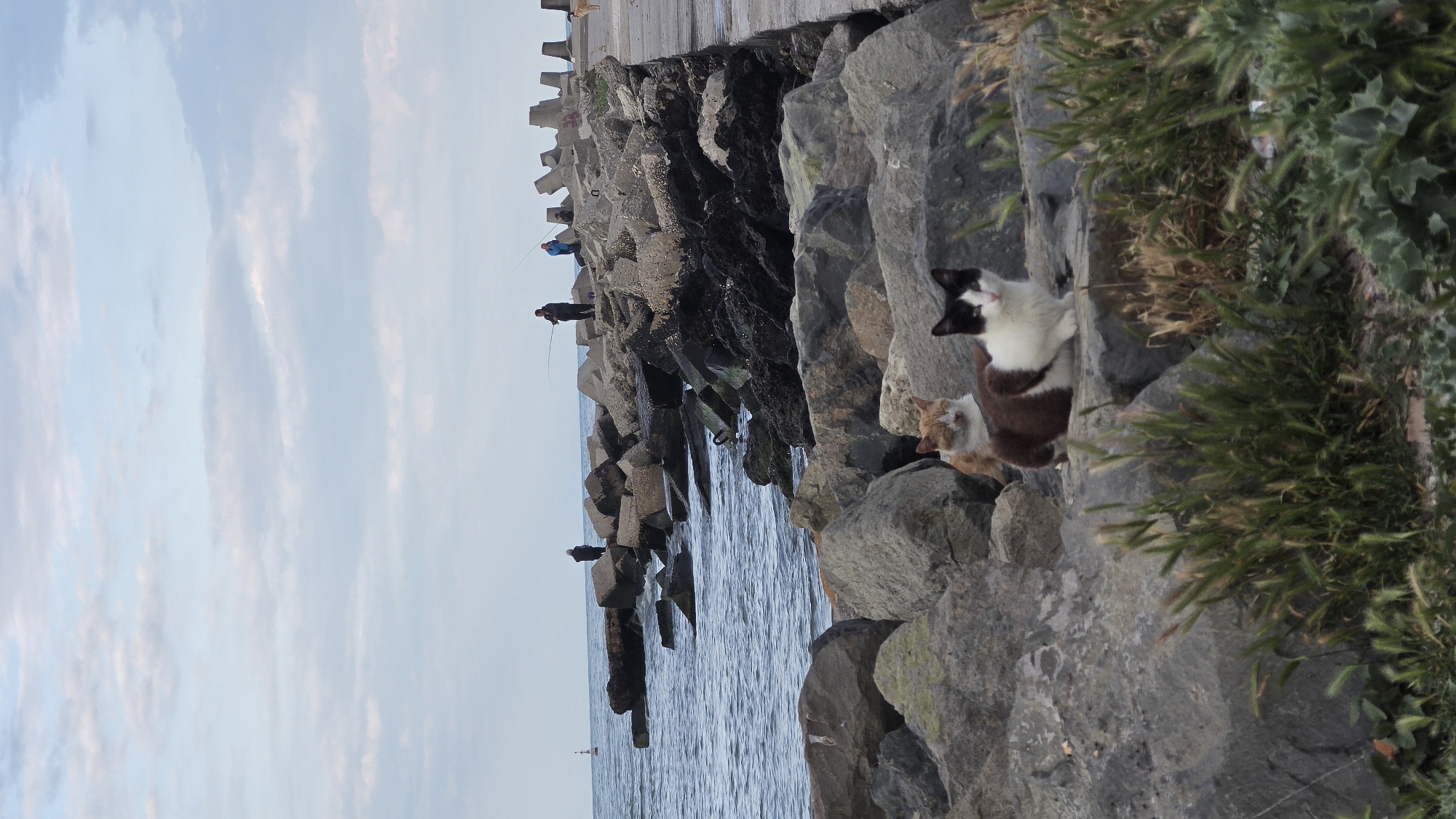 The image shows a coastal scene in Varna, Bulgaria, featuring a breakwater constructed from large concrete blocks, with two people fishing on the structure. The sea is visible between the blocks. On the shore side, there are large, natural rocks covered in vegetation. Two cats are perched on these rocks, one primarily white and black, the other orange. The sky is partly cloudy.