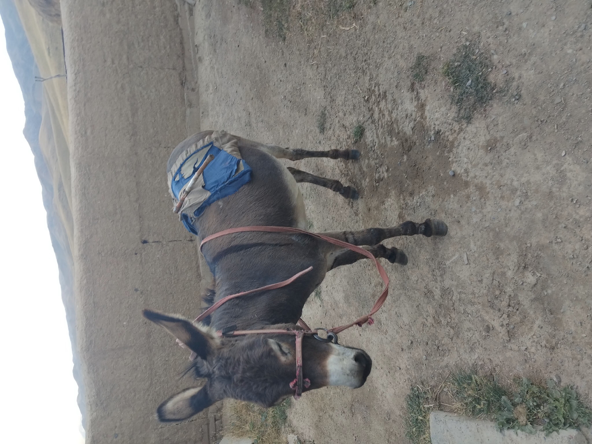 A brown donkey stands on a dirt ground in front of a stucco wall, with hills in the background. The donkey is wearing a red halter and bridle, and a blue saddle blanket is visible on its back. There are some sparse patches of grass and rocks on the ground. The sky is overcast. The location is identified as Kopuro Bazar, Kyrgyzstan.