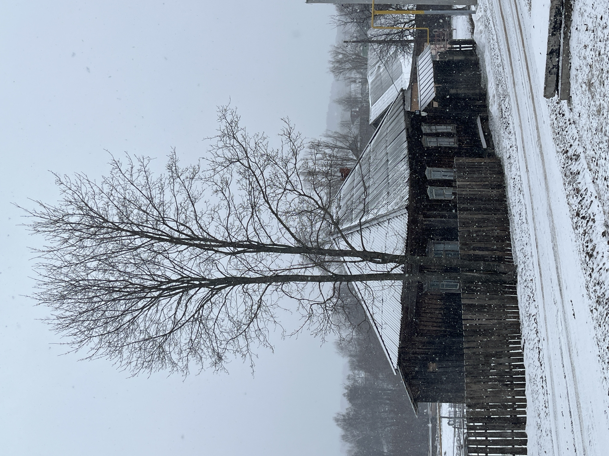 The image shows a snowy scene in what appears to be a rural or semi-rural area. A leafless tree stands prominently in the left portion of the frame. A dark, wooden building with a metal roof occupies the right side of the image. Snow is falling. A road or path is visible to the right of the building, covered in snow. Some other buildings and trees can be seen in the background, partially obscured by the falling snow. The location, Большой Букор, Russia, is not explicitly confirmed within the image itself, but is provided information. No people are visible.