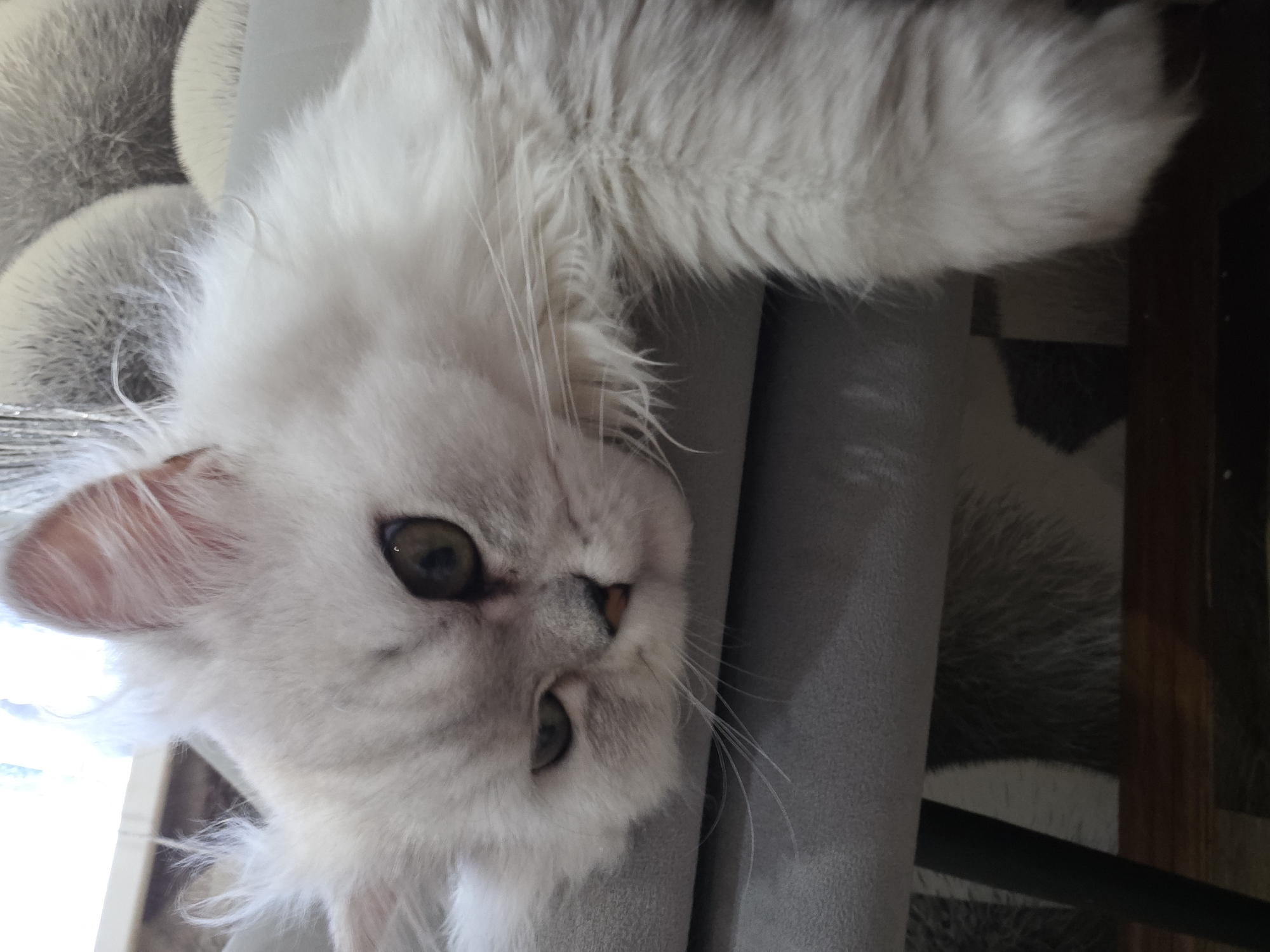 A close-up, medium shot captures a fluffy, white Persian cat with green eyes resting its head on a grey upholstered surface. The cat's gaze is directed slightly downwards and to its left. Its left paw dangles over the edge of the surface. The background features a wall with a textured pattern that appears to be wallpaper. The lighting suggests an indoor environment, possibly a home. The image does not provide any information that can be used to determine its location within the city of Novocheboksarsk, Russia.